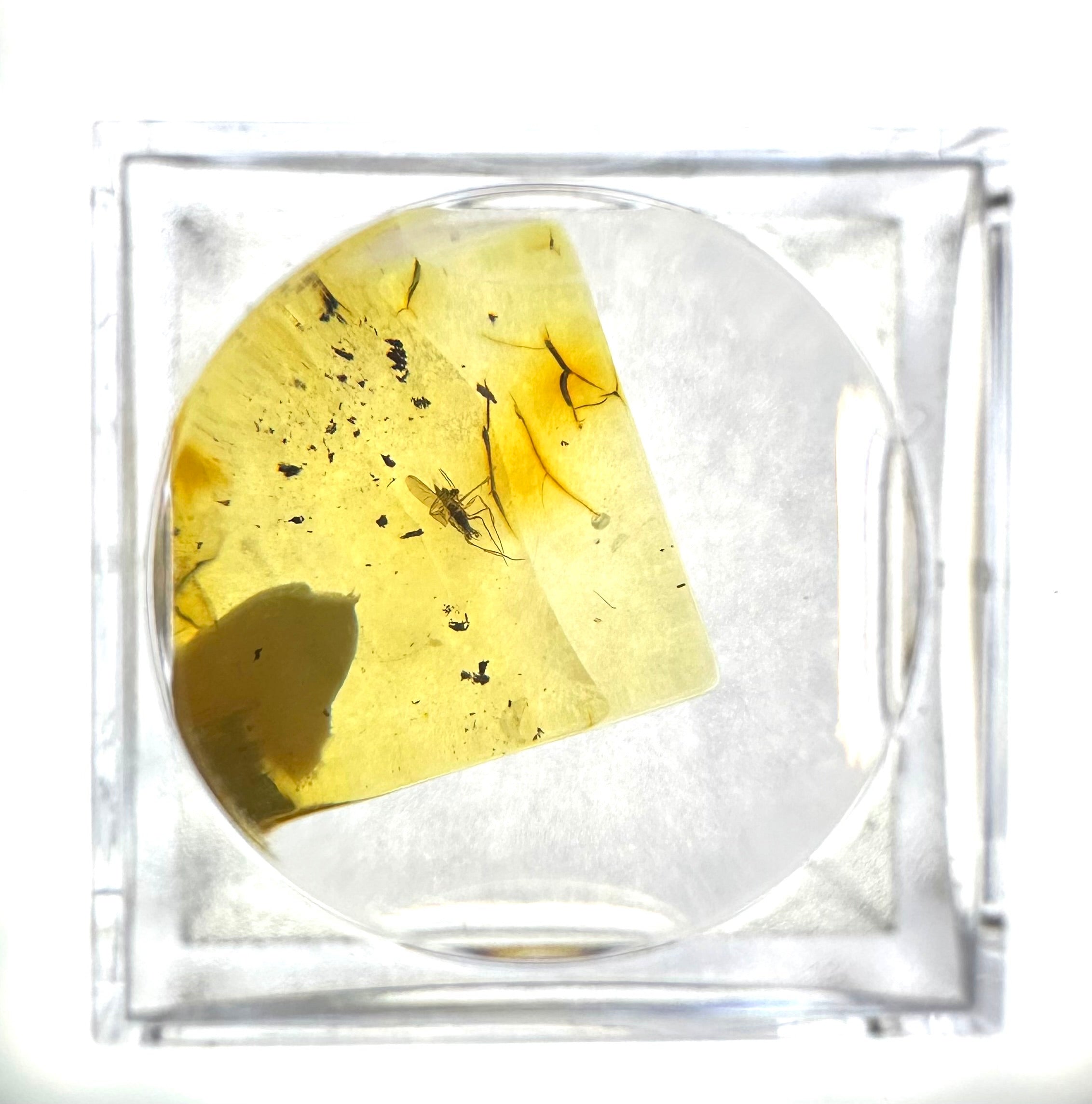 Insects in amber in a box with magnifying glass – Lithuania