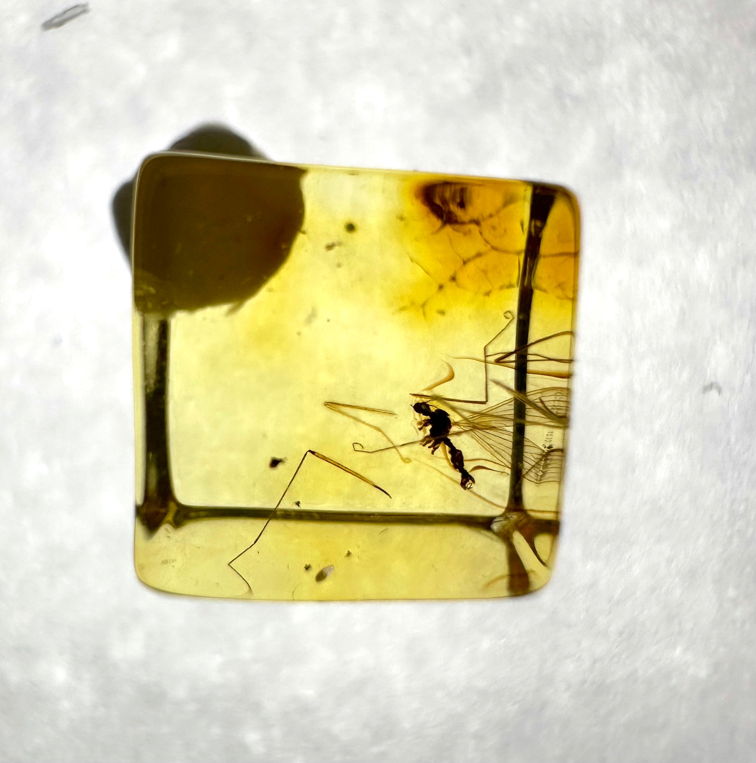 Insects in amber in a box with magnifying glass – Lithuania - IJK026