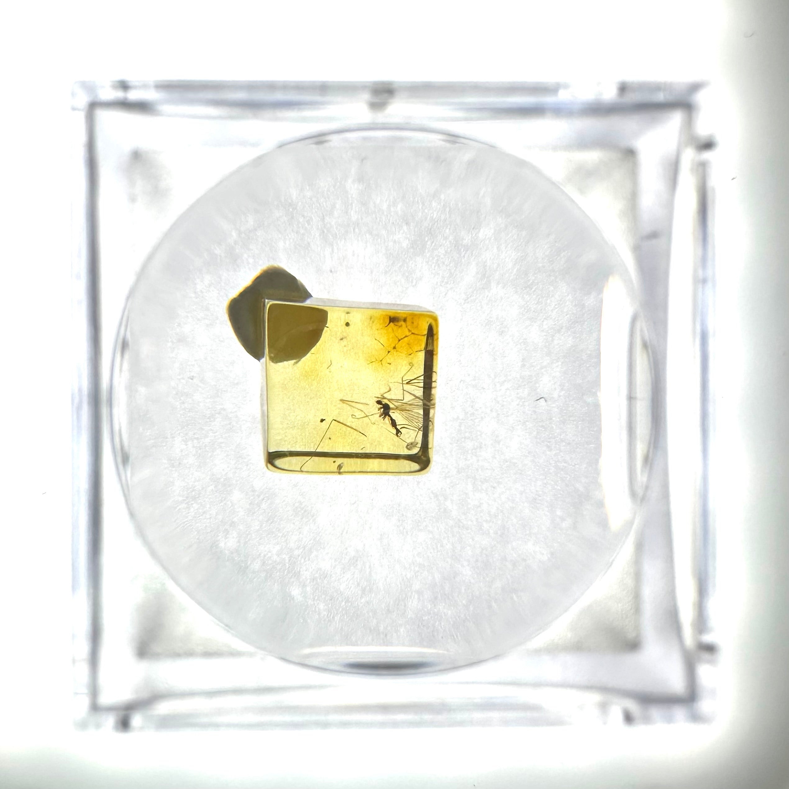 Insects in amber in a box with magnifying glass – Lithuania