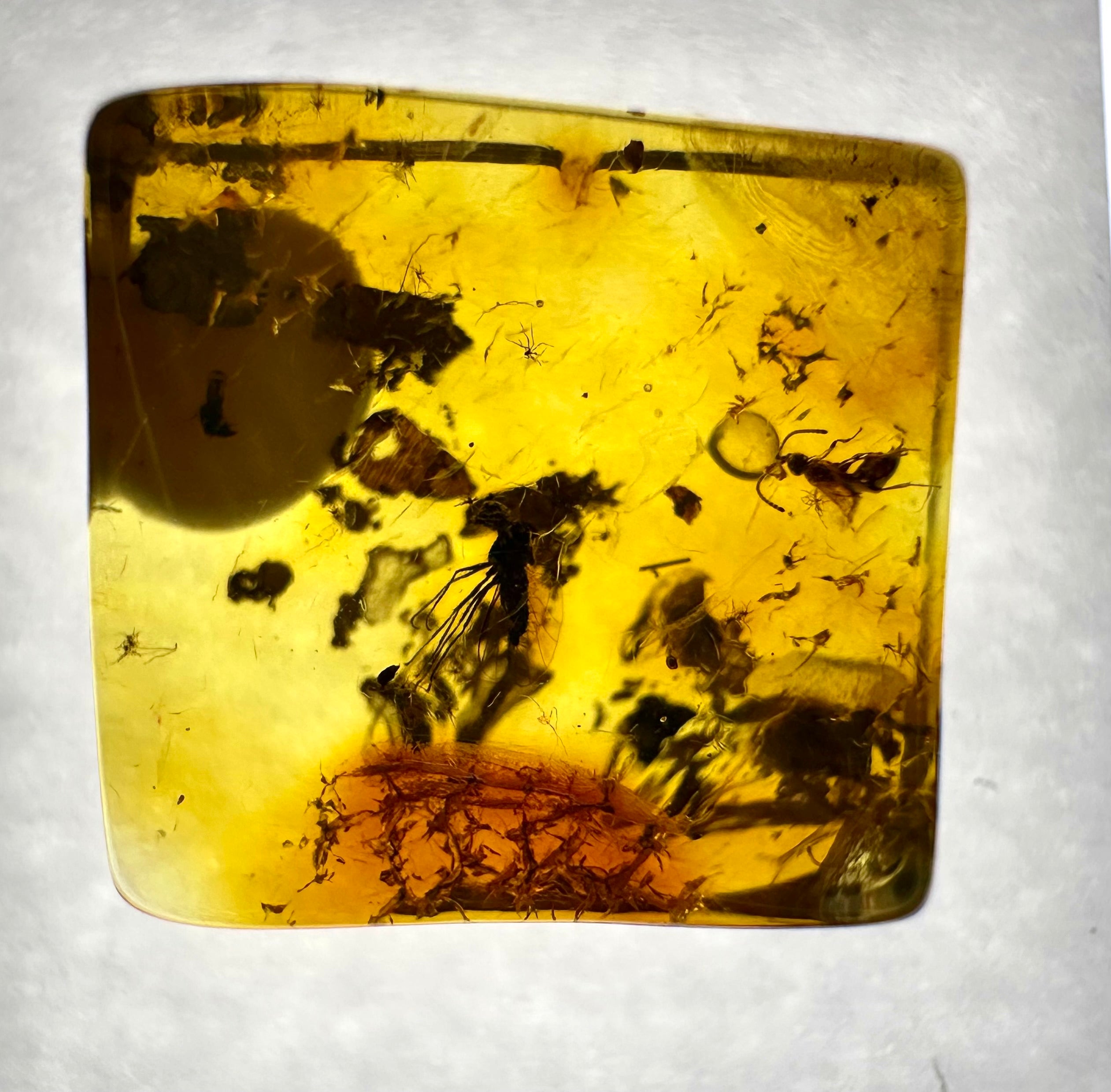 Insects in amber in a box with magnifying glass – Lithuania - IJK029