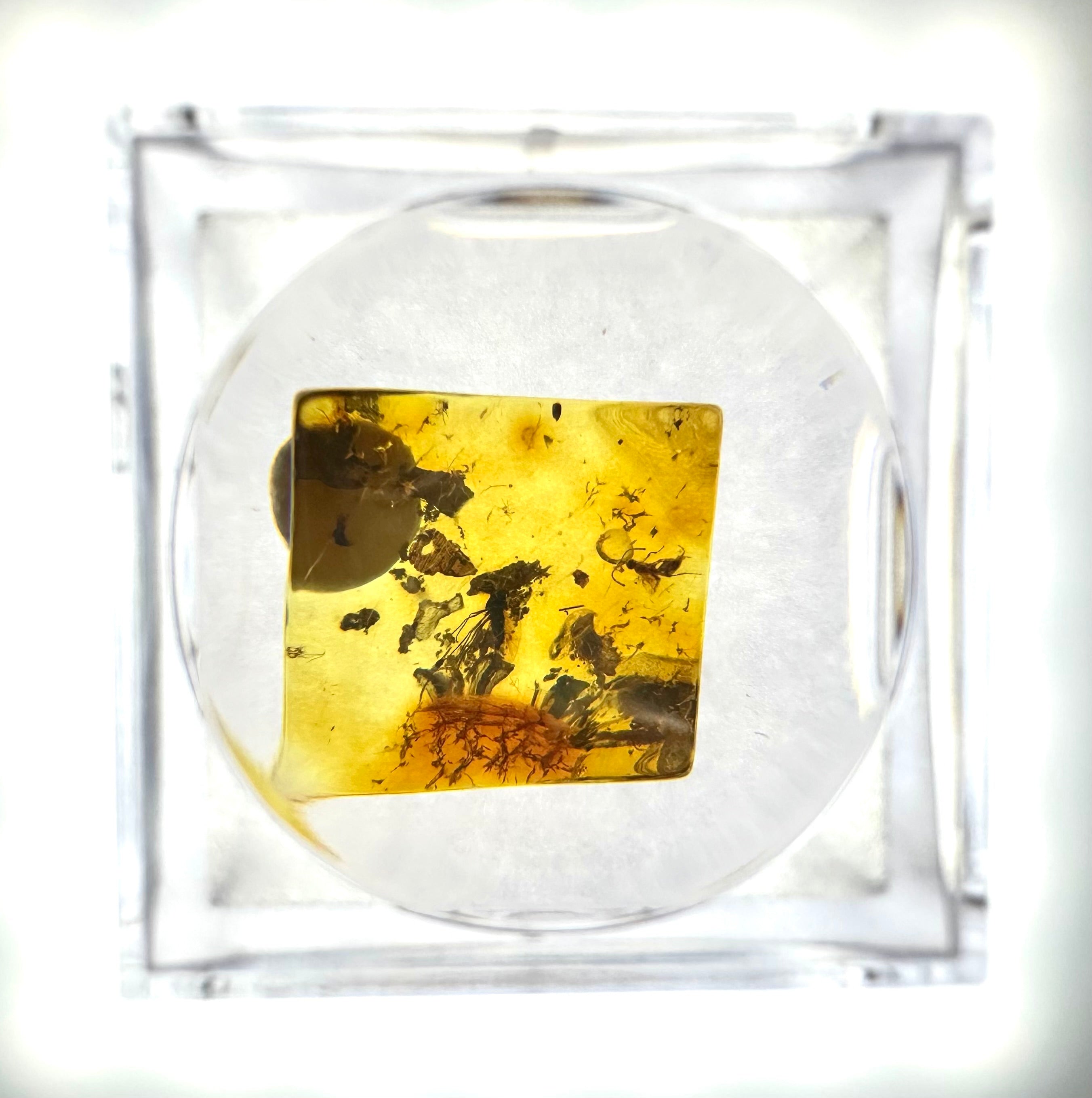 Insects in amber in a box with magnifying glass – Lithuania