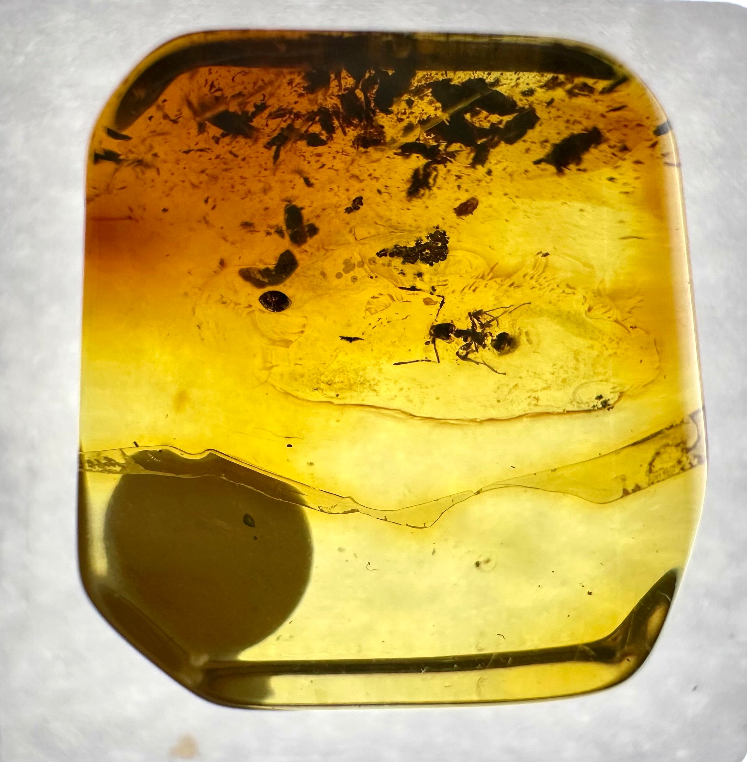Insects in amber in a box with magnifying glass – Lithuania - IJK030