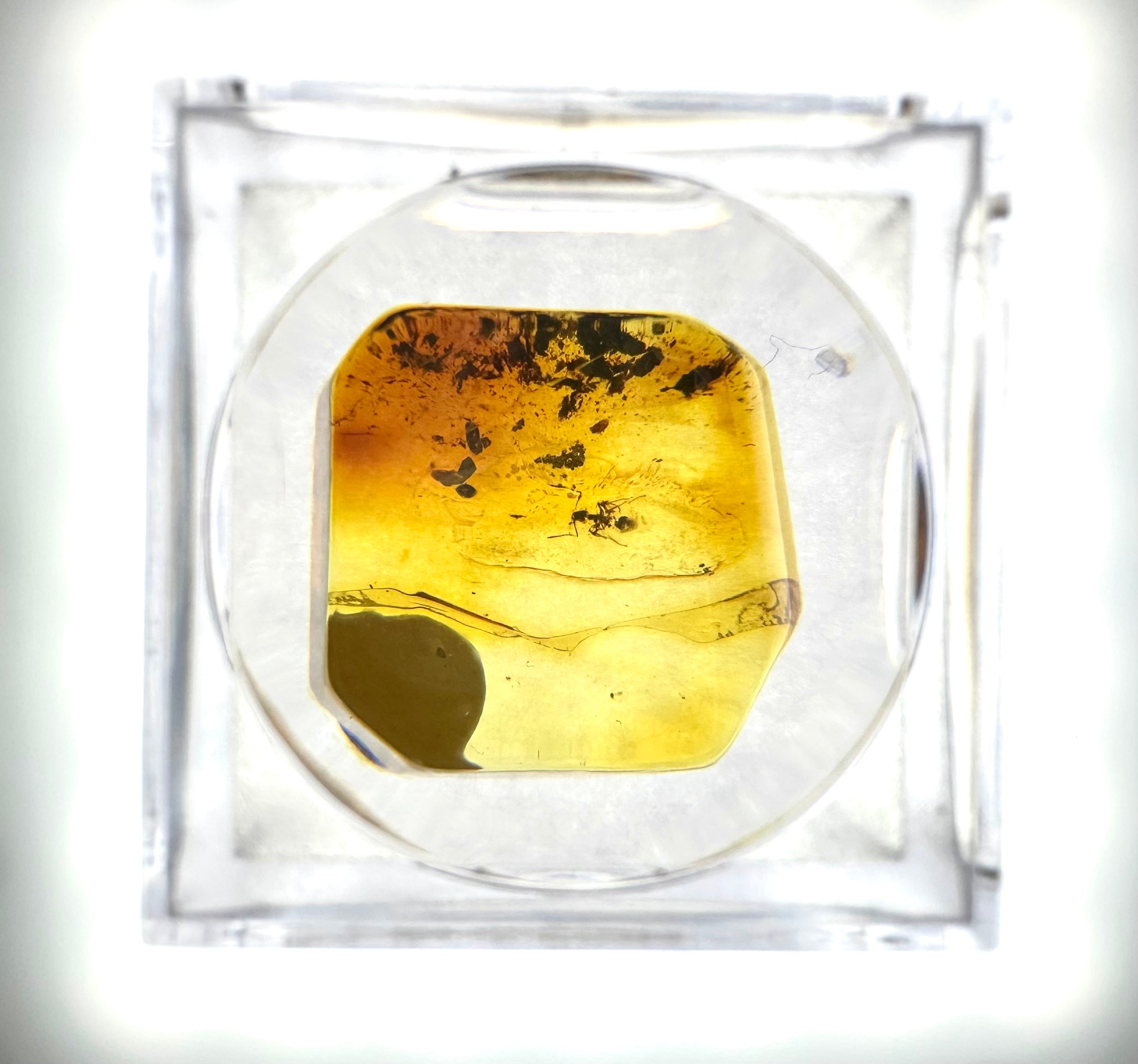 Insects in amber in a box with magnifying glass – Lithuania