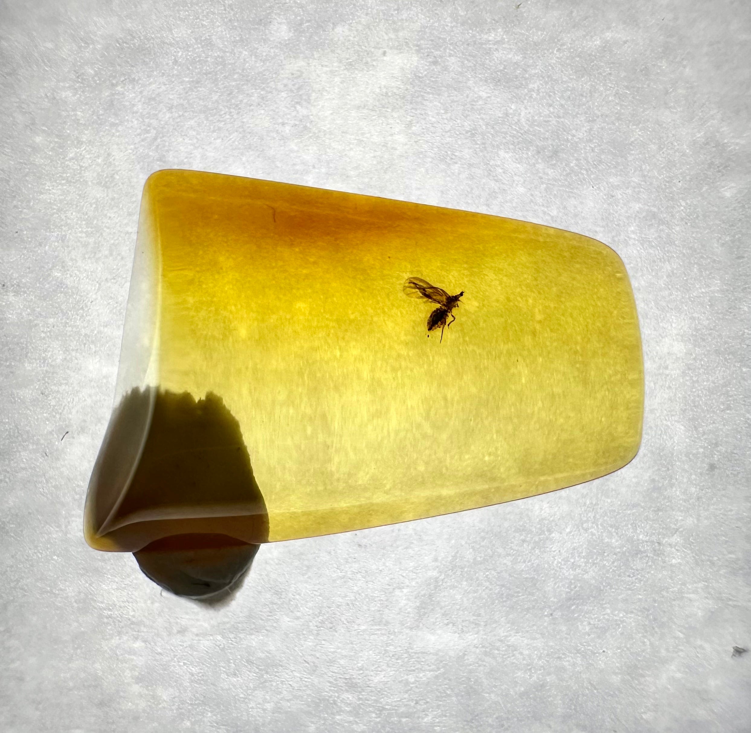 Insects in amber in a box with magnifying glass – Lithuania - IJK031