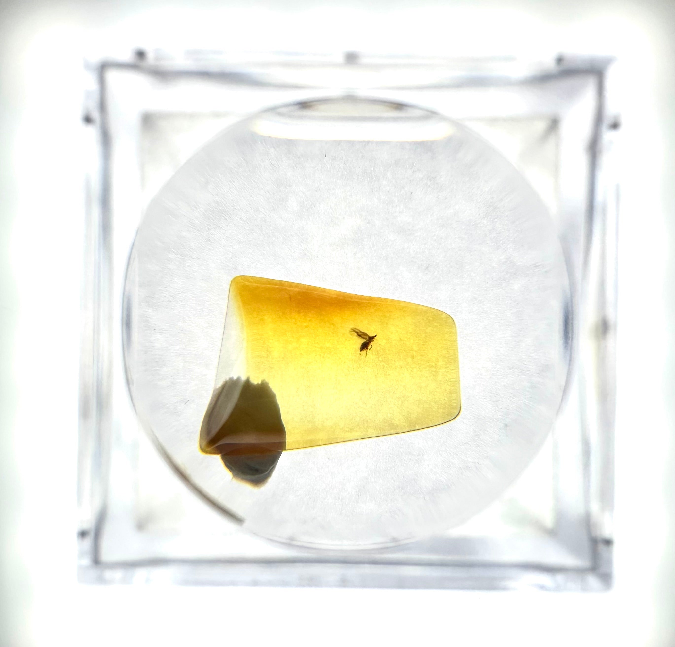 Insects in amber in a box with magnifying glass – Lithuania