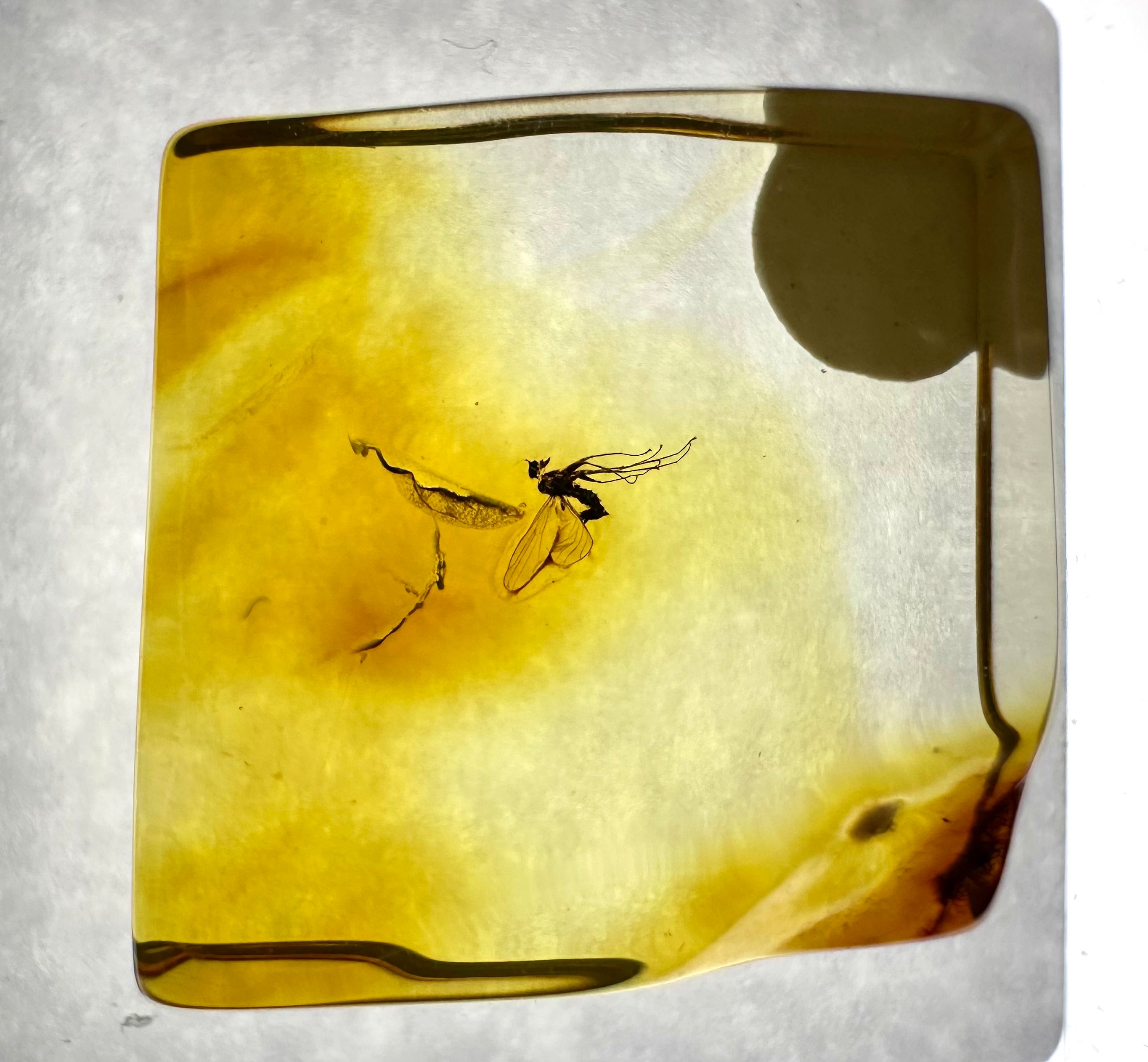 Insects in amber in a box with magnifying glass – Lithuania - IJK032
