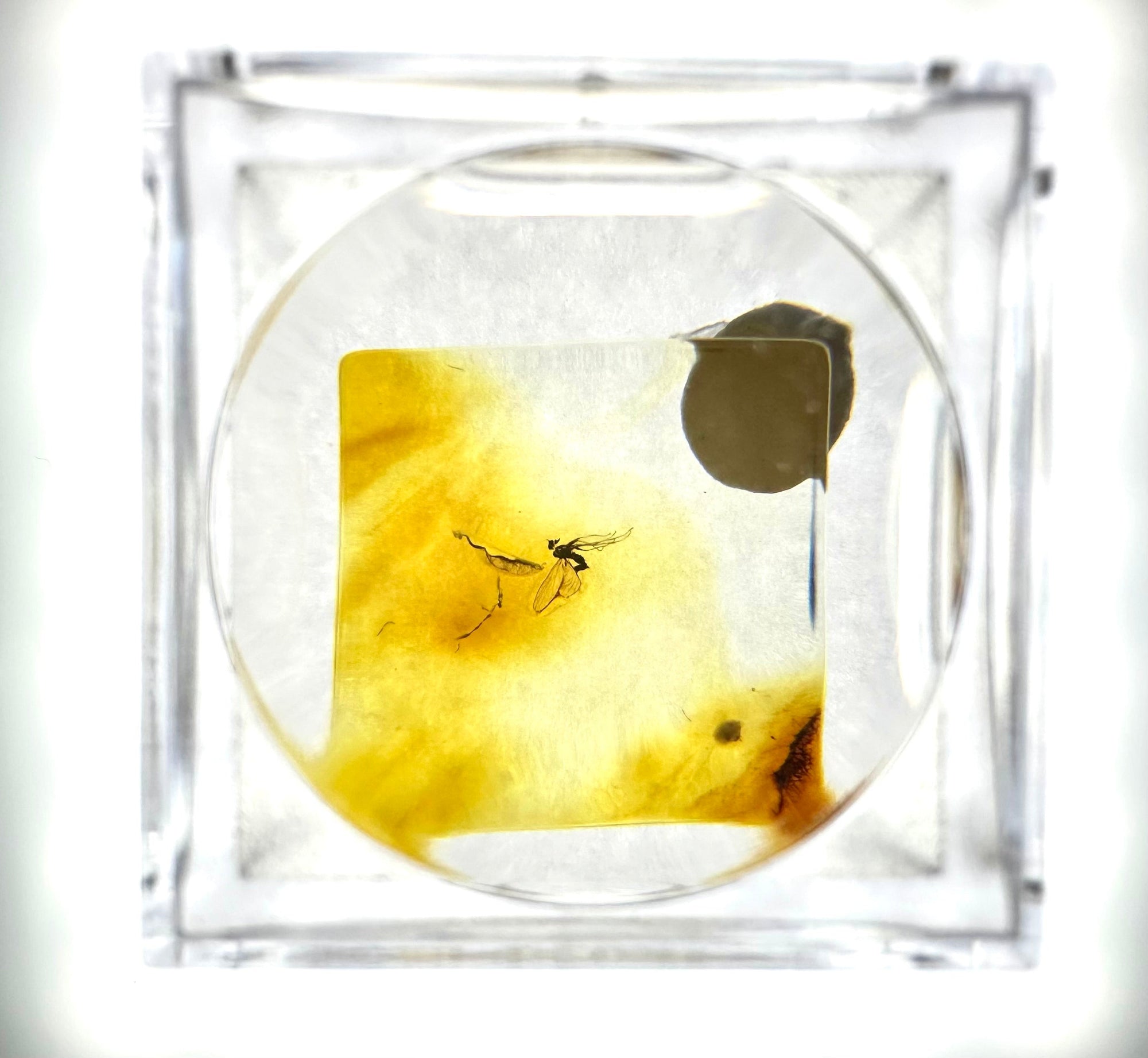 Insects in amber in a box with magnifying glass – Lithuania