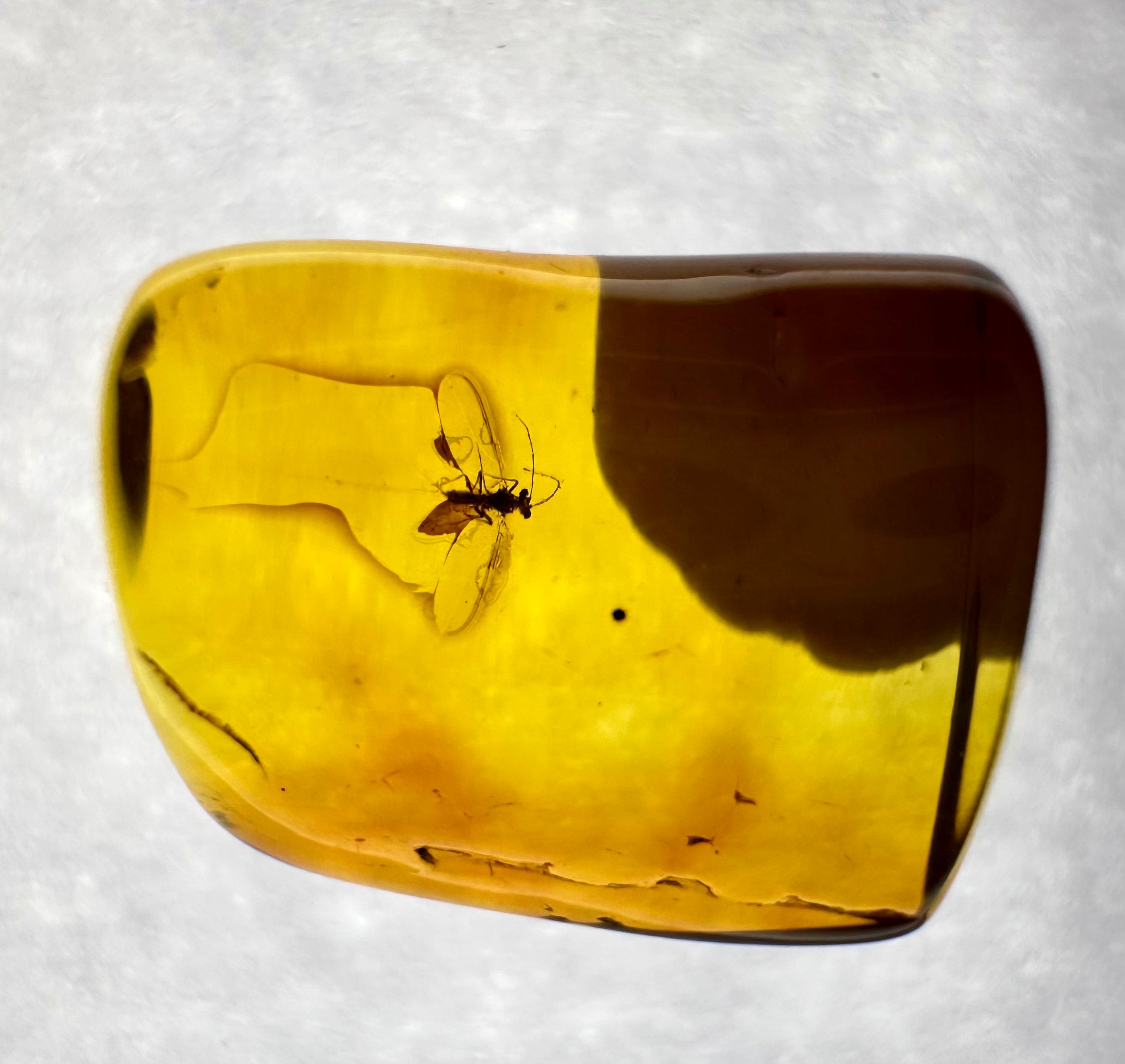 Insects in amber in a box with magnifying glass – Lithuania - IJK033