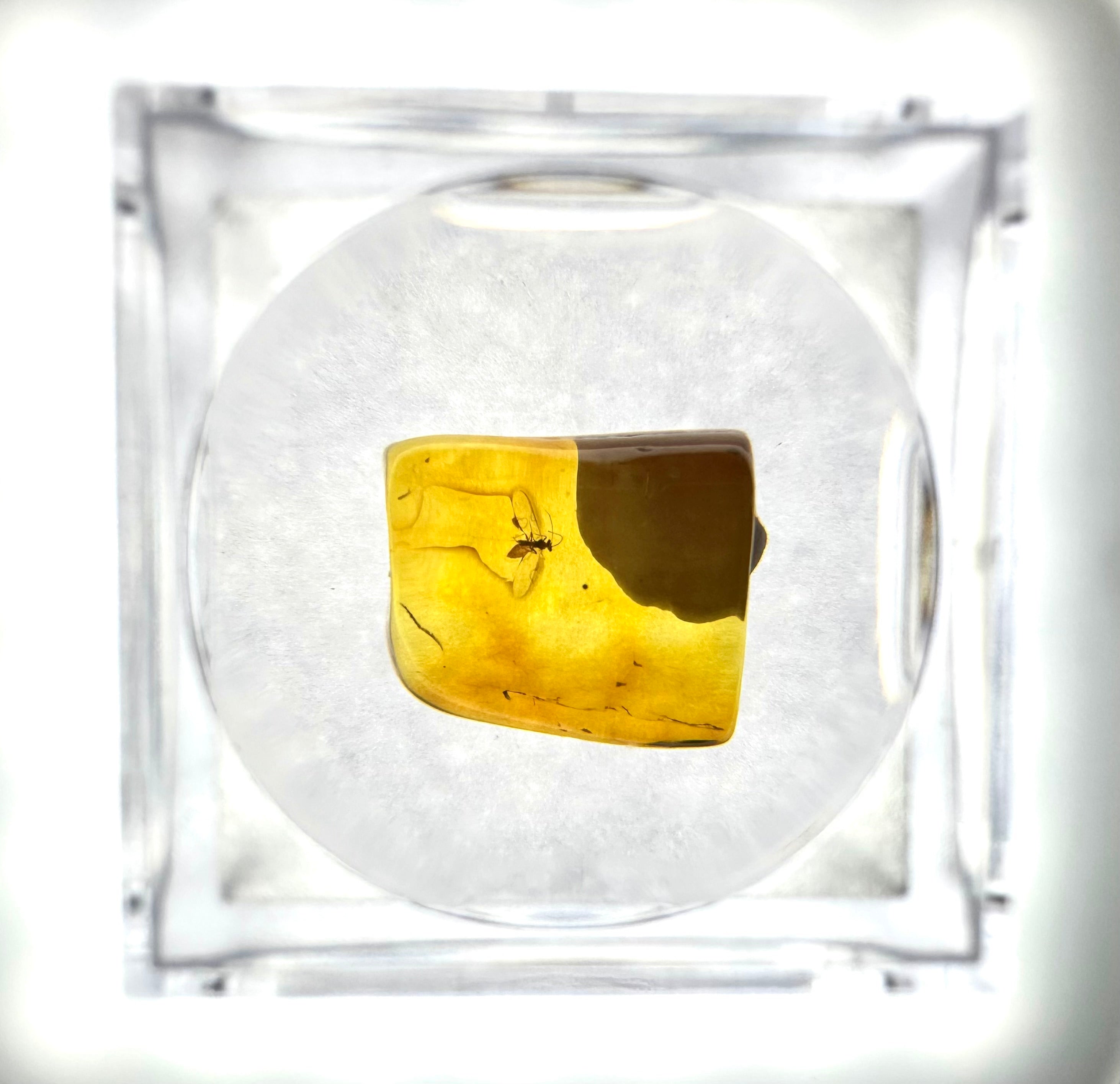 Insects in amber in a box with magnifying glass – Lithuania