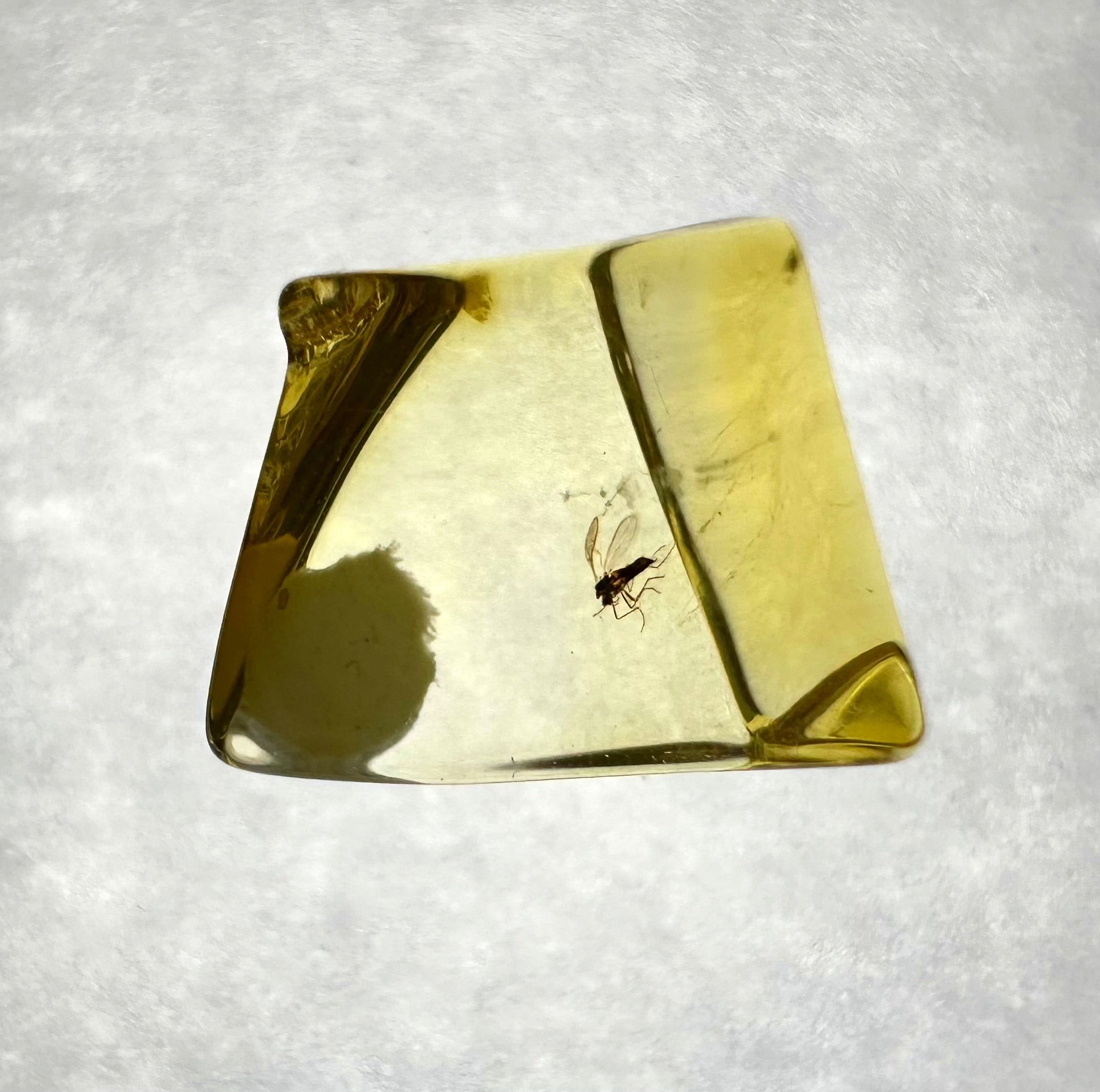 Insects in amber in a box with magnifying glass – Lithuania - IJK034