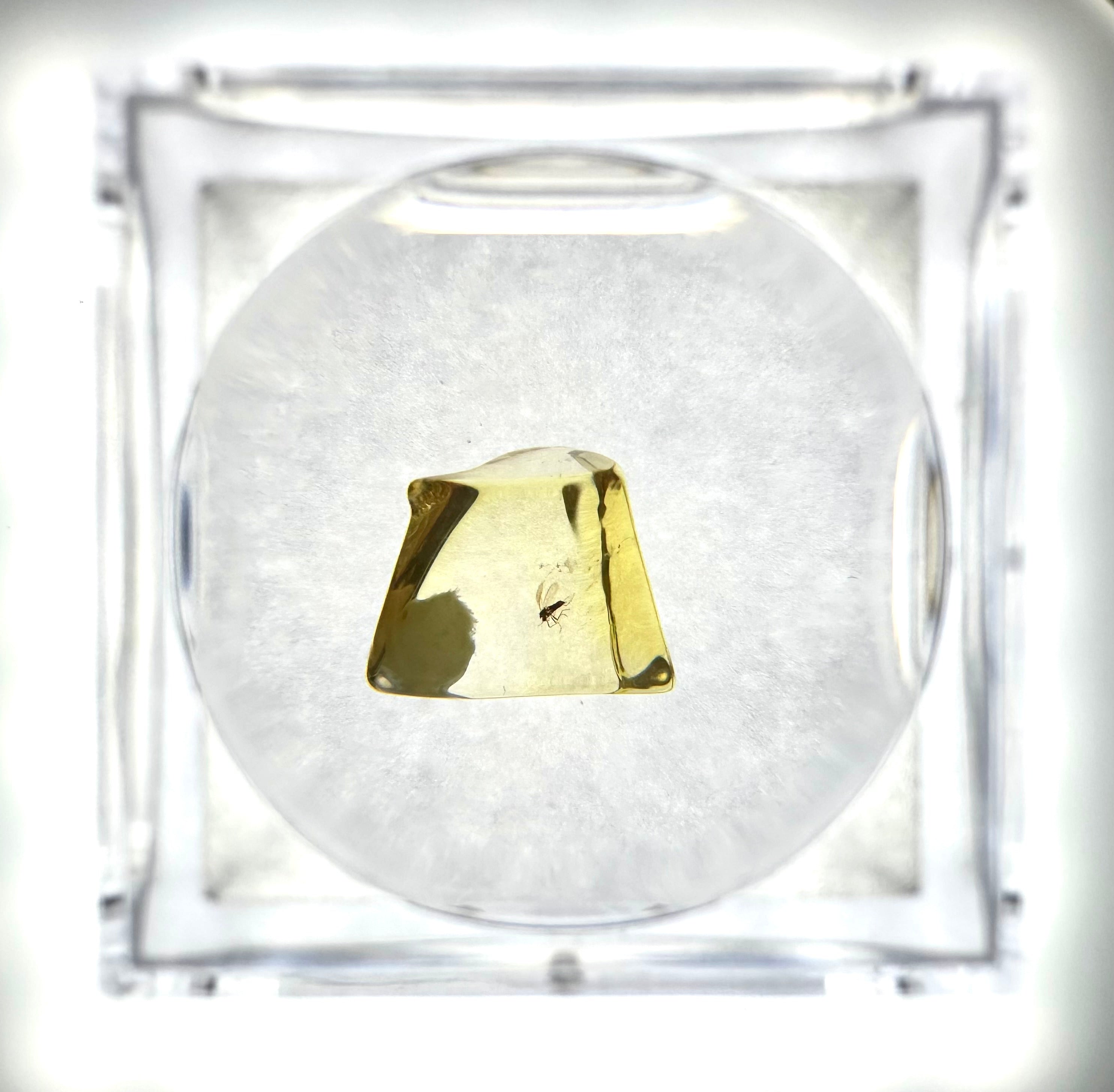 Insects in amber in a box with magnifying glass – Lithuania