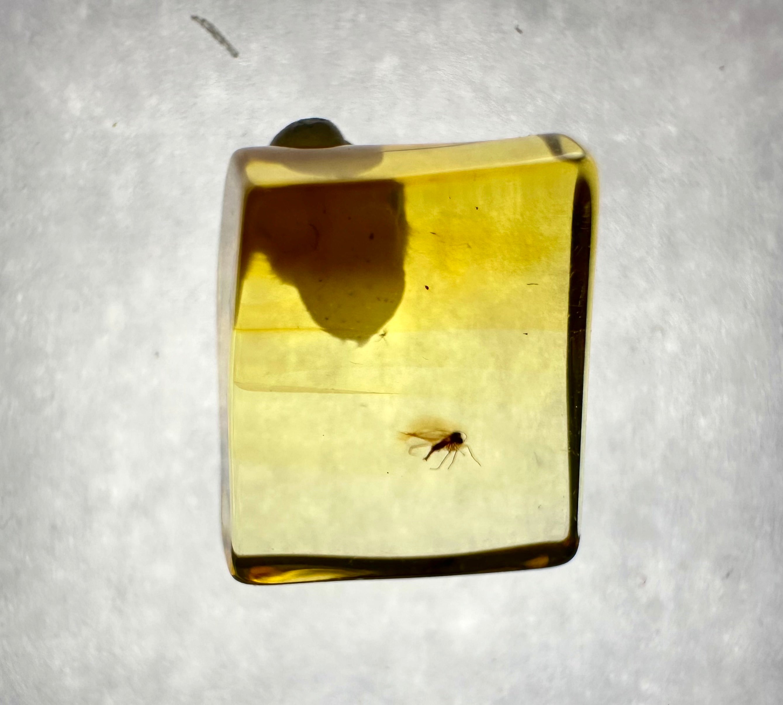 Insects in amber in a box with magnifying glass – Lithuania - IJK036