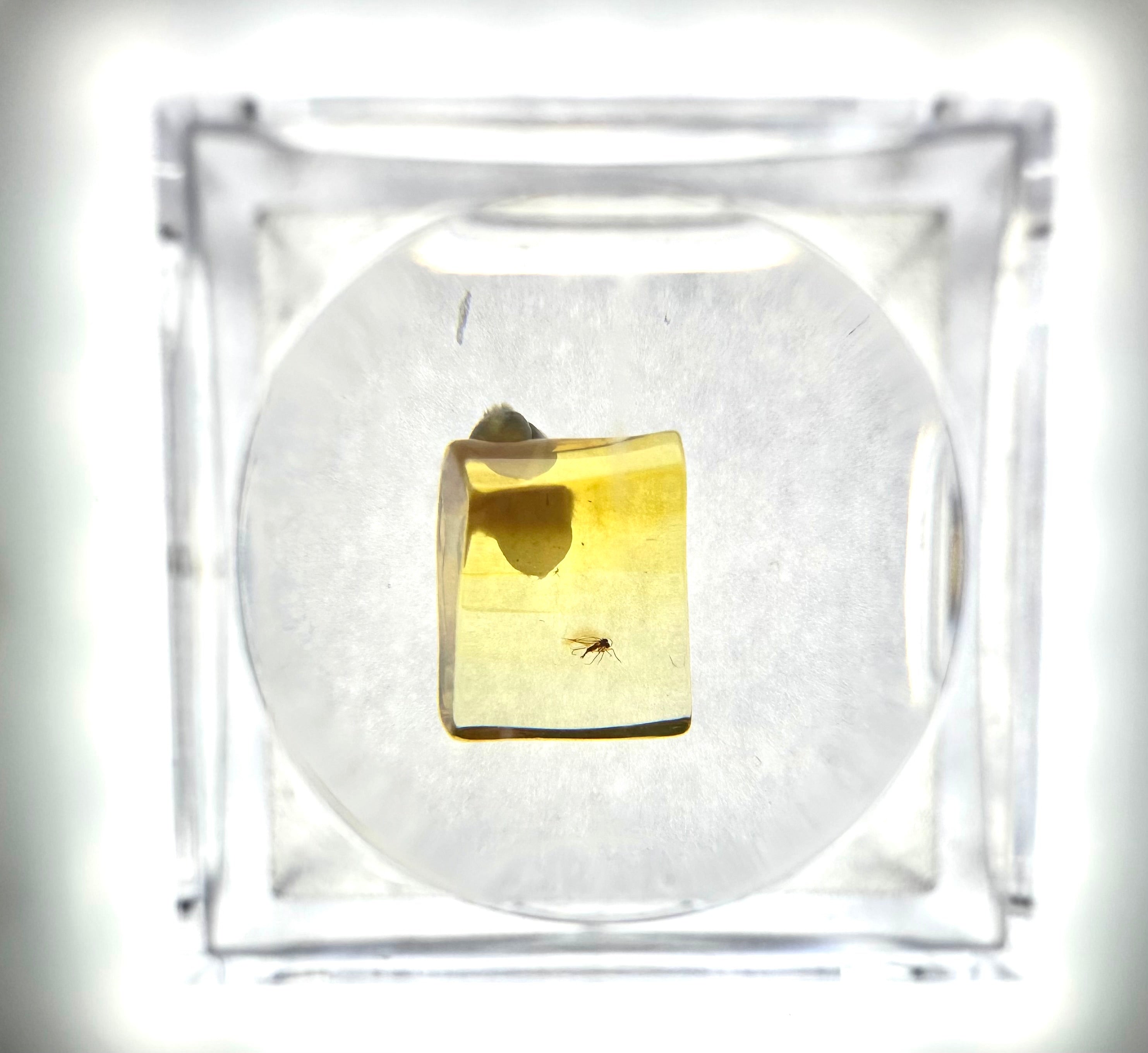 Insects in amber in a box with magnifying glass – Lithuania