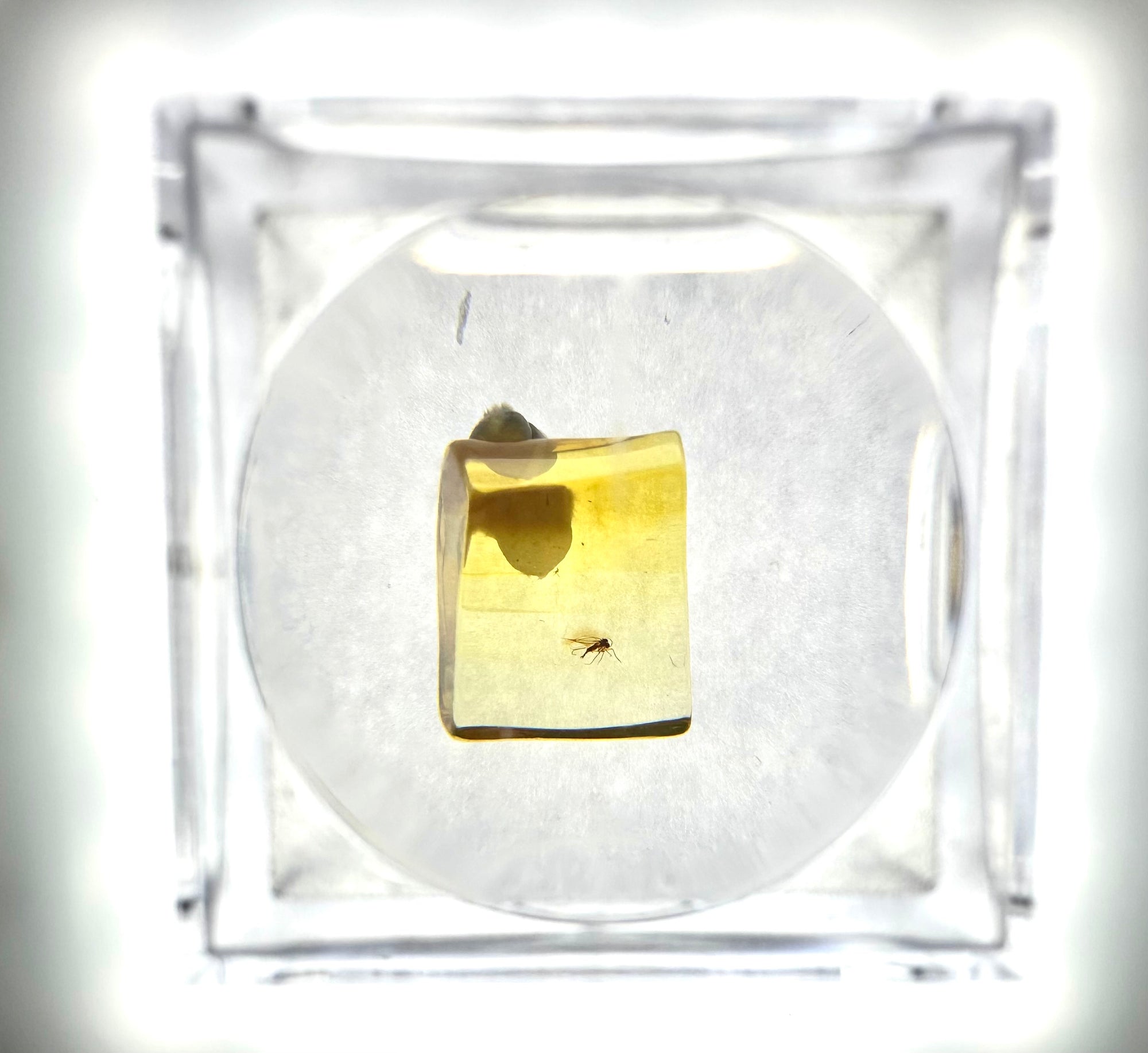Insects in amber in a box with magnifying glass – Lithuania
