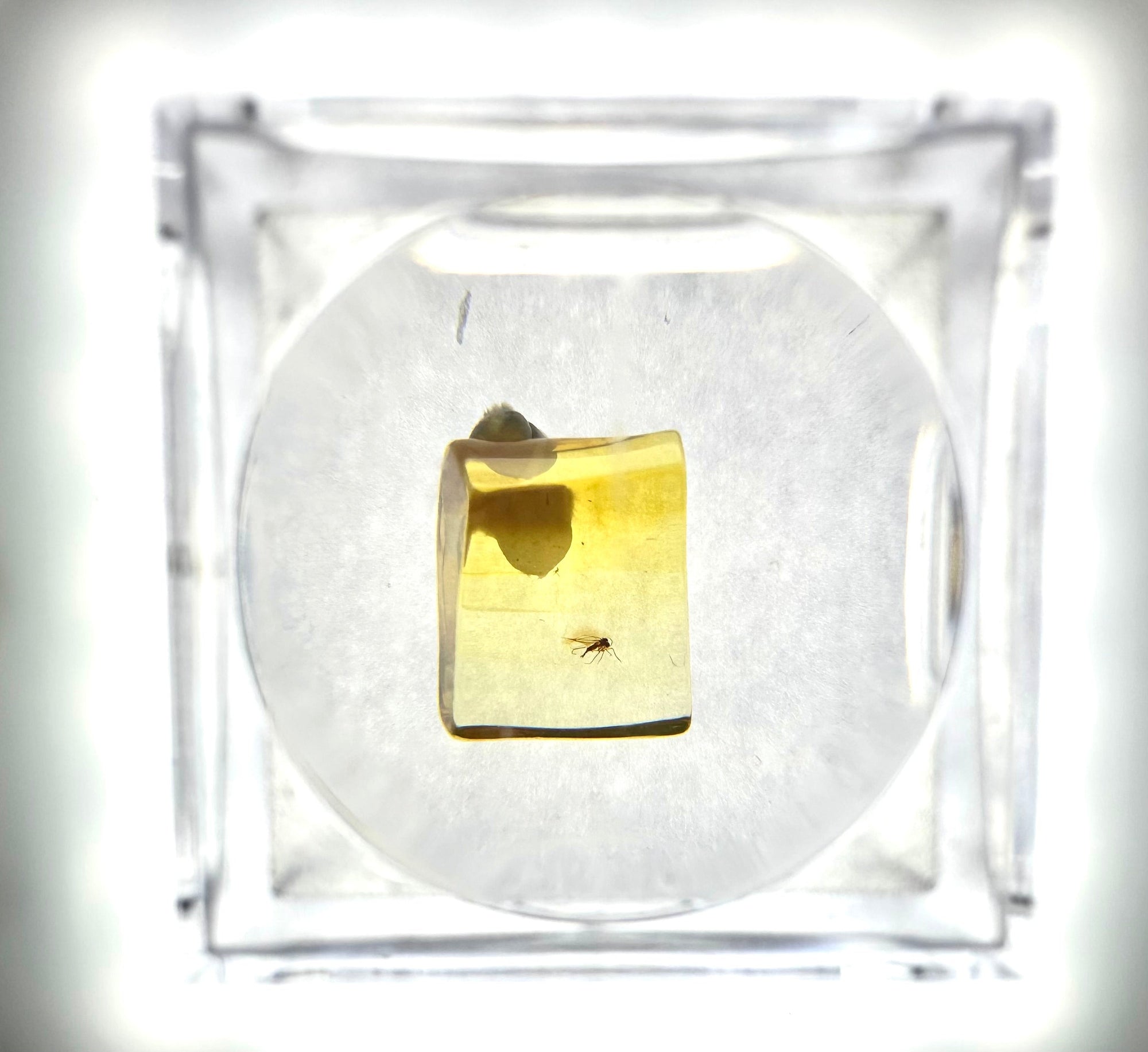 Insects in amber in a box with magnifying glass – Lithuania