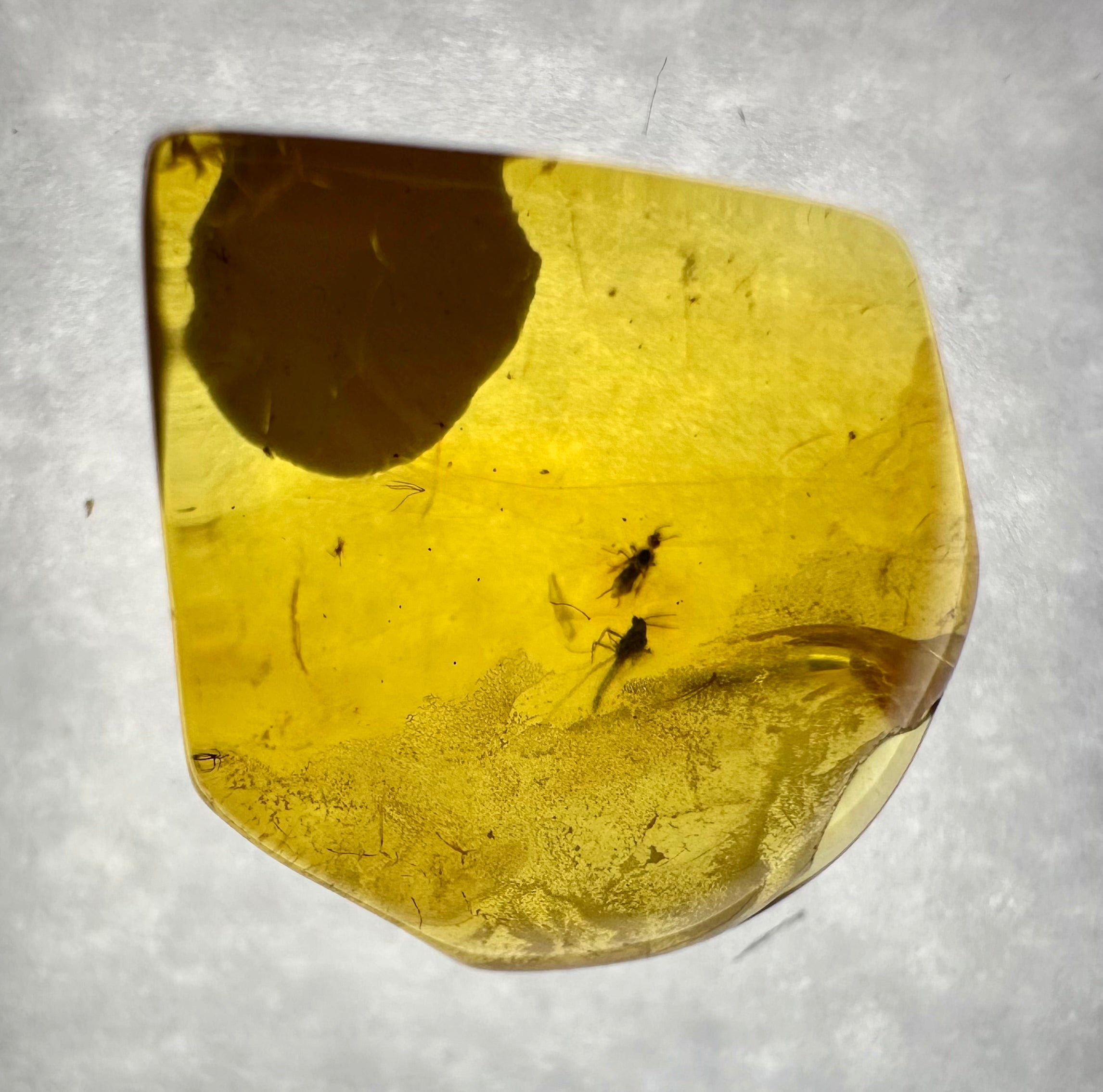 Insects in amber in a box with magnifying glass – Lithuania - IJK040