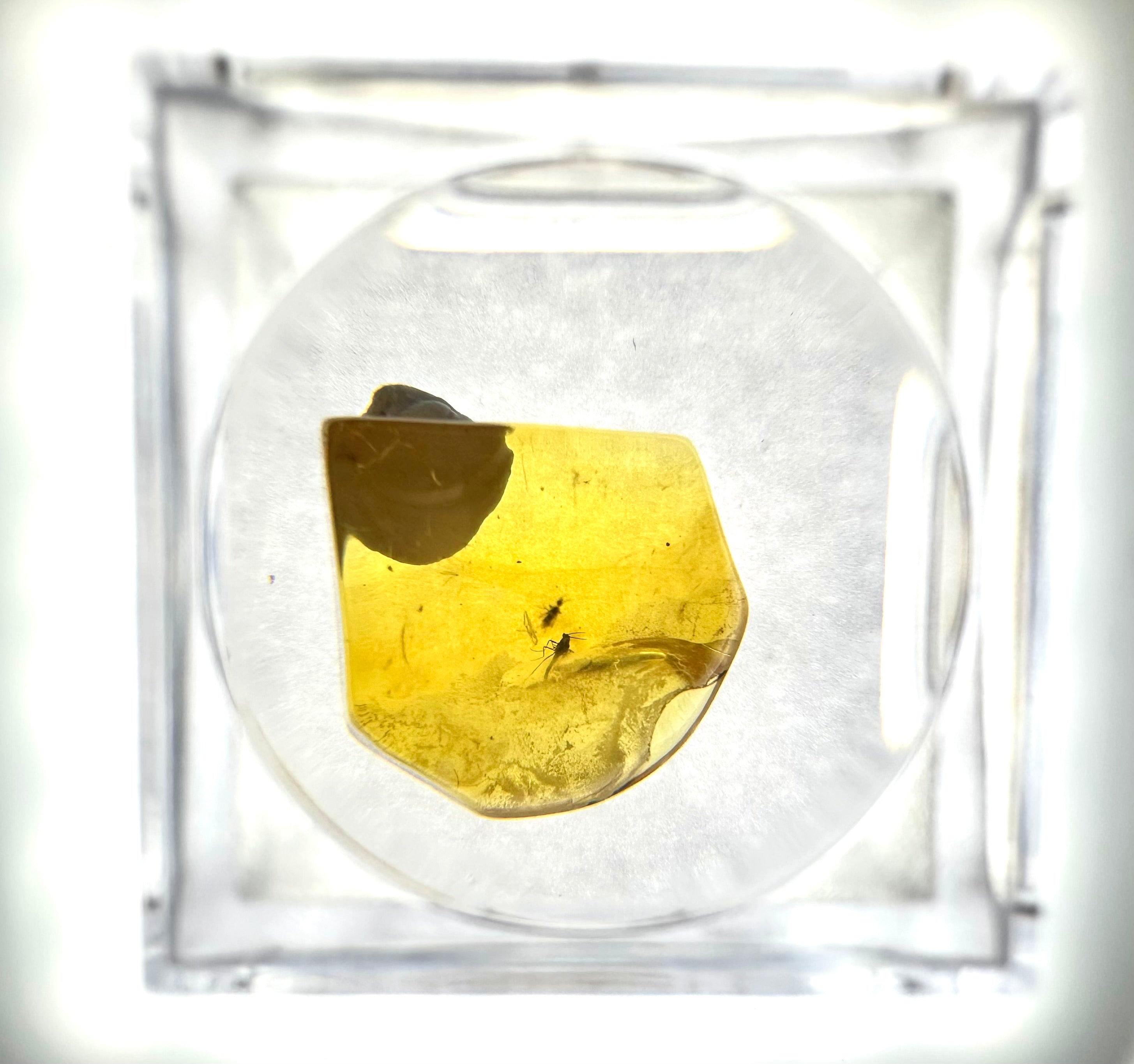 Insects in amber in a box with magnifying glass – Lithuania