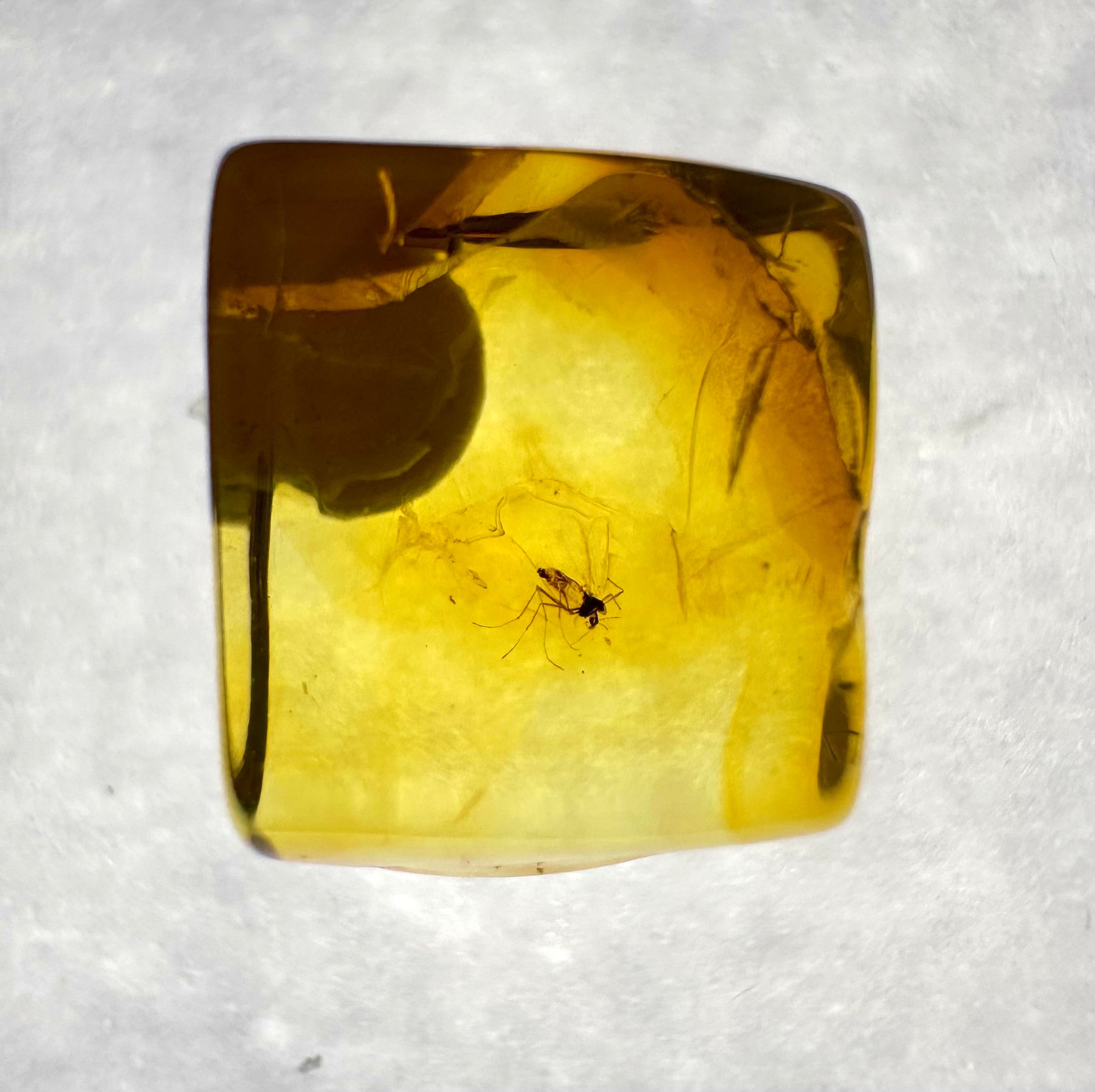 Insects in amber in a box with magnifying glass – Lithuania - IJK041