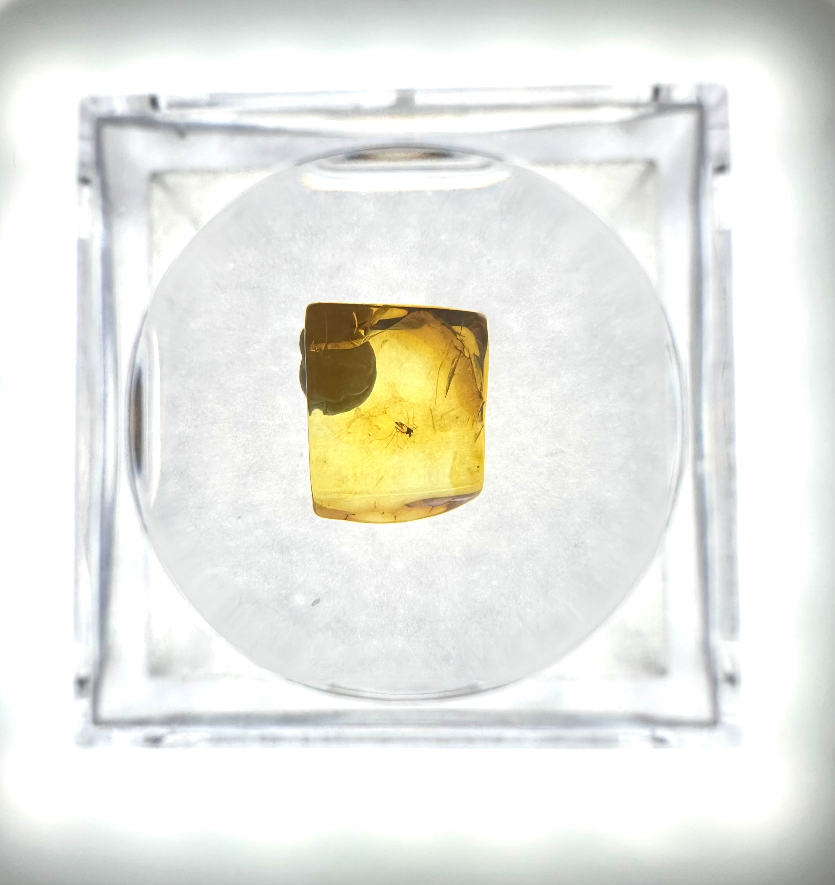 Insects in amber in a box with magnifying glass – Lithuania