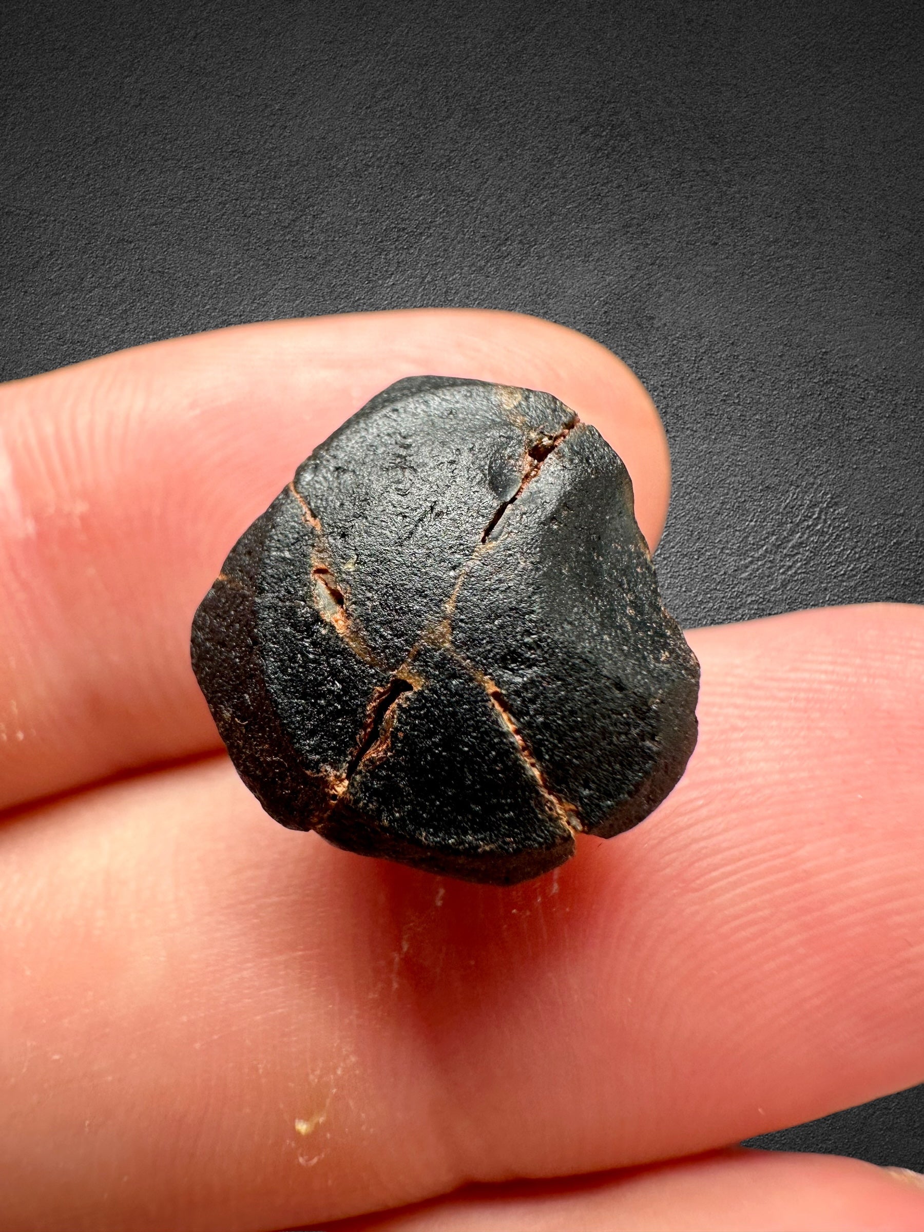 Australite "button" in box 2,71g – Kalgoorlie, Western Australia - AU008