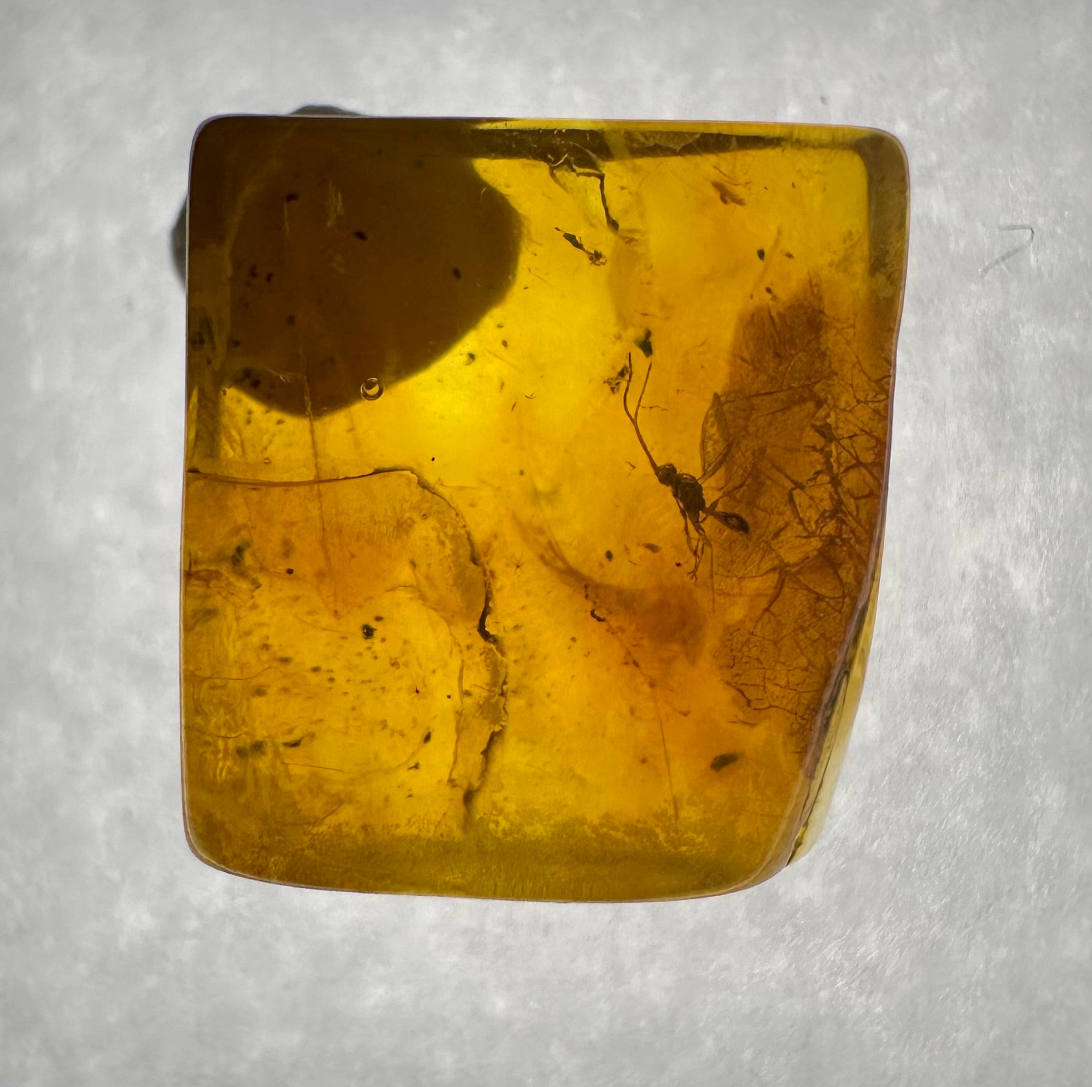 Insects in amber in a box with magnifying glass – Lithuania - IJK042