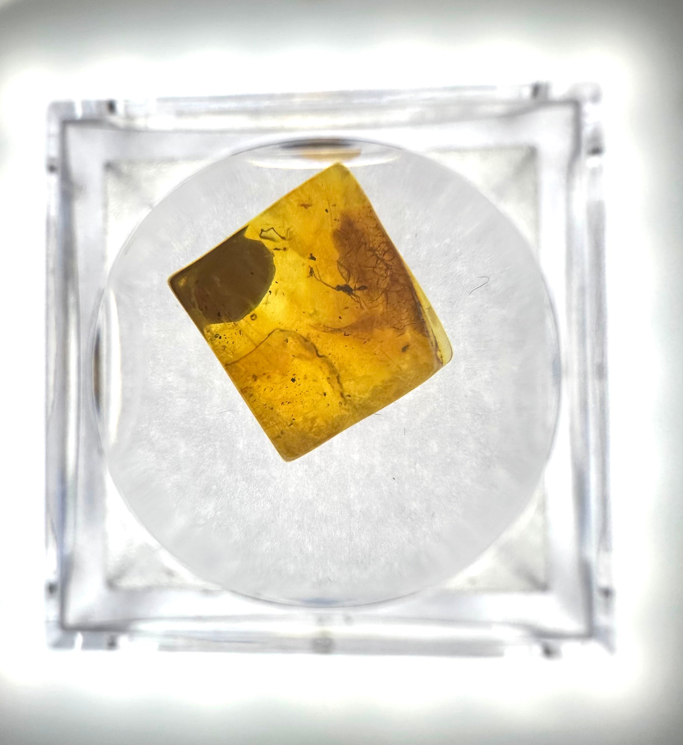 Insects in amber in a box with magnifying glass – Lithuania