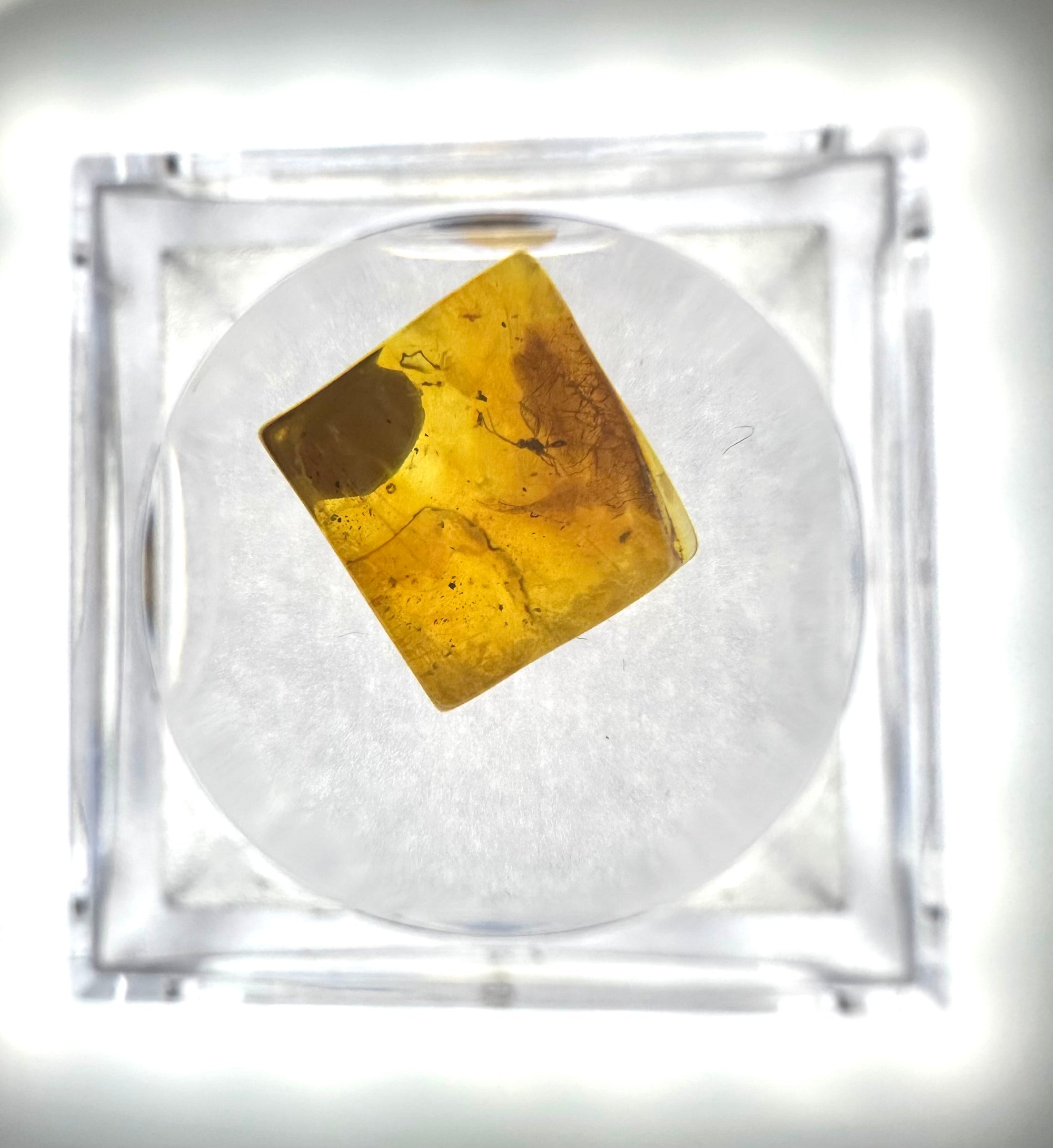 Insects in amber in a box with magnifying glass – Lithuania