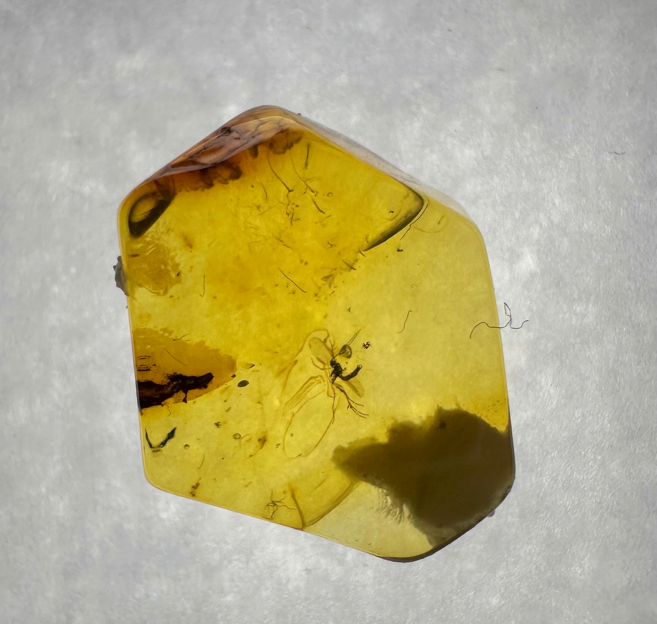 Insects in amber in a box with magnifying glass – Lithuania - IJK043