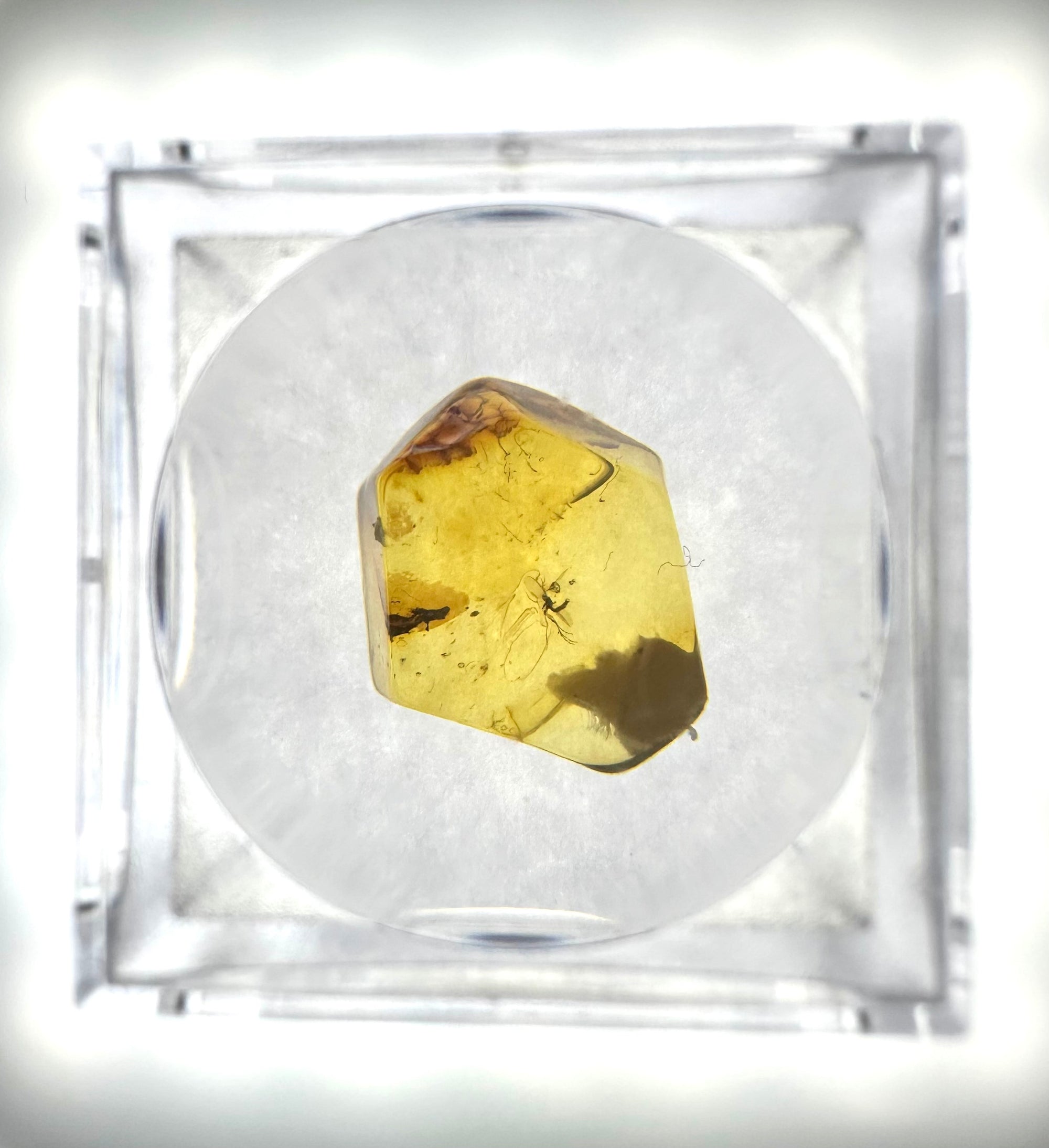 Insects in amber in a box with magnifying glass – Lithuania