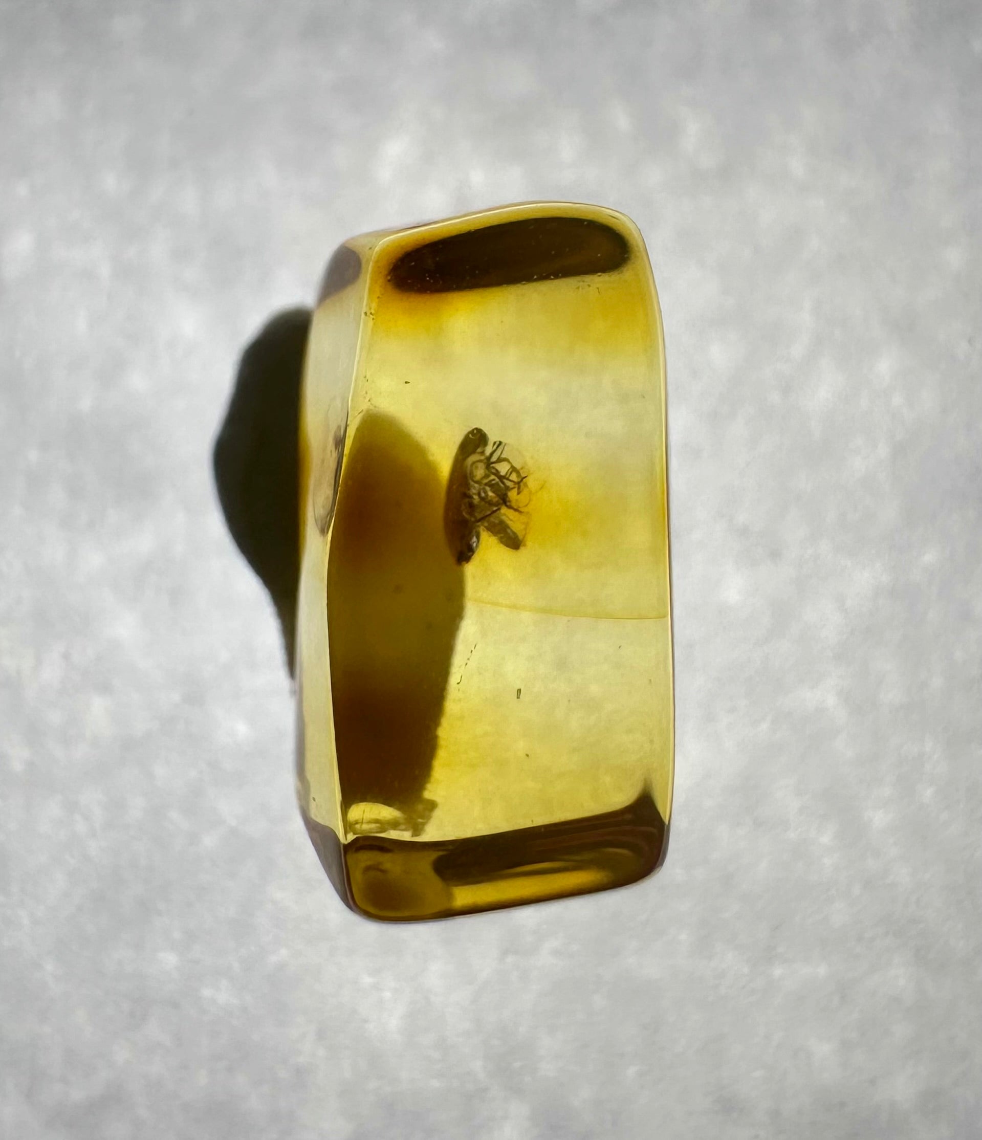 Insects in amber in a box with magnifying glass – Lithuania - IJK044