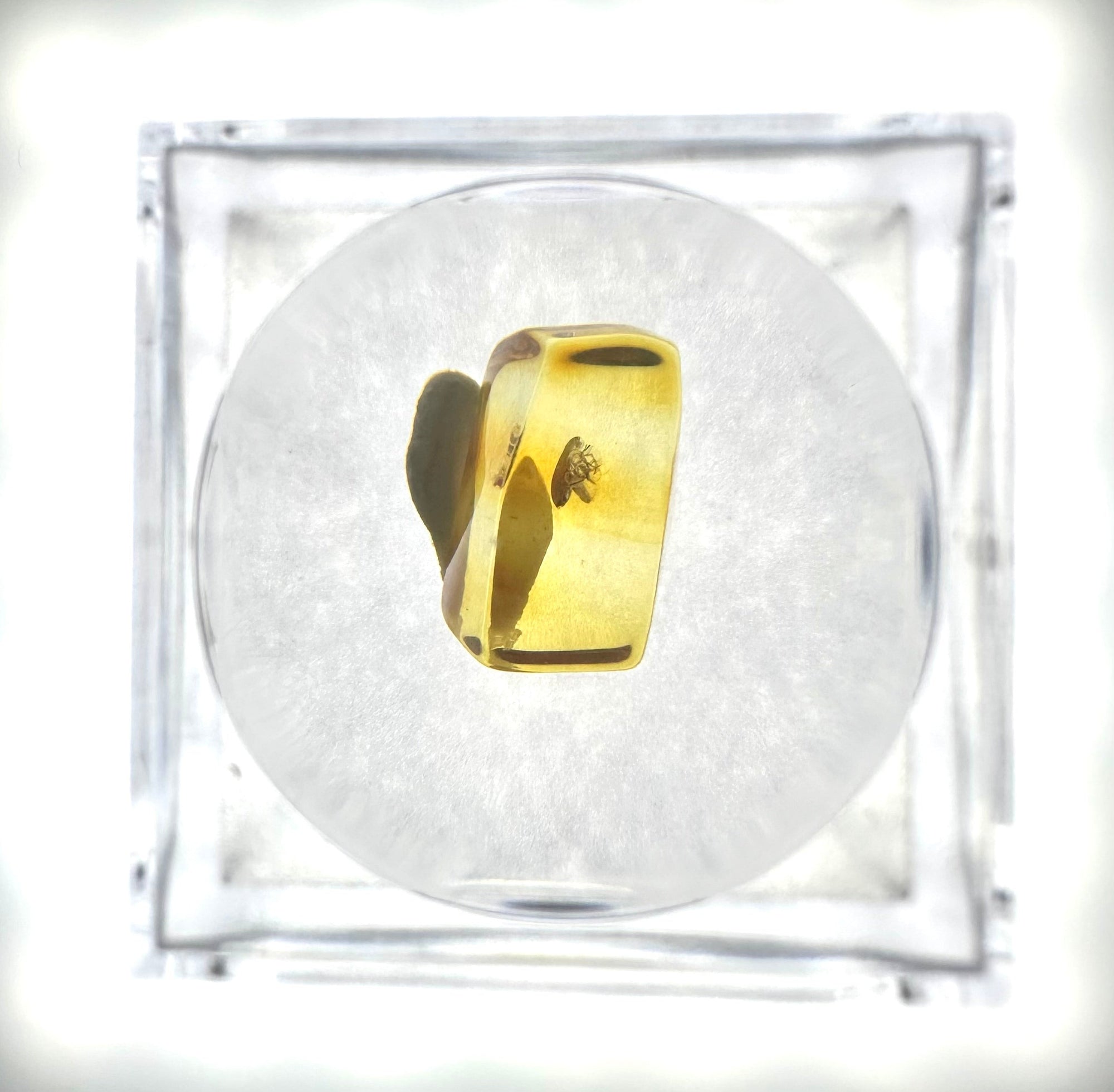 Insects in amber in a box with magnifying glass – Lithuania