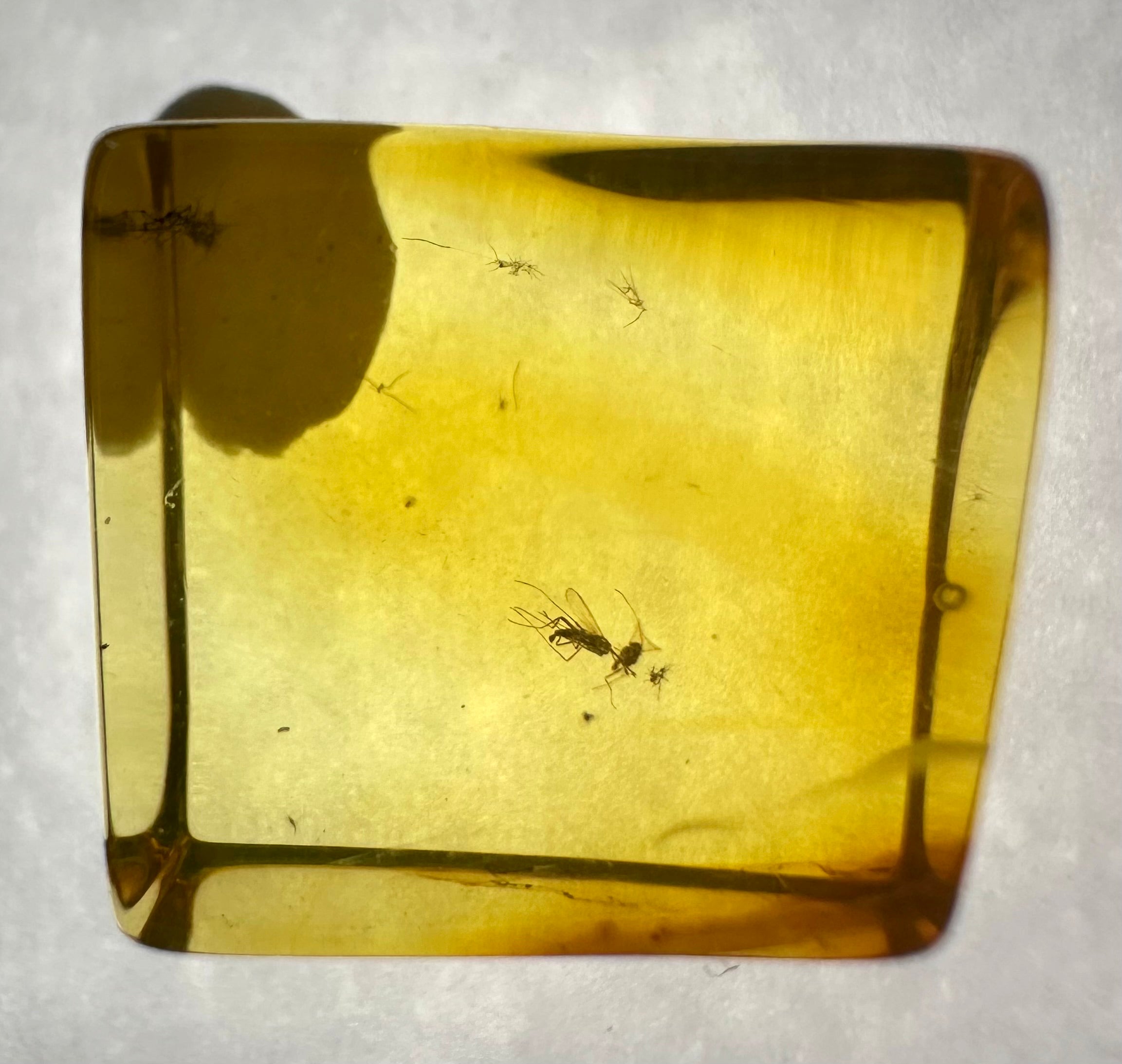 Insects in amber in a box with magnifying glass – Lithuania - IJK047