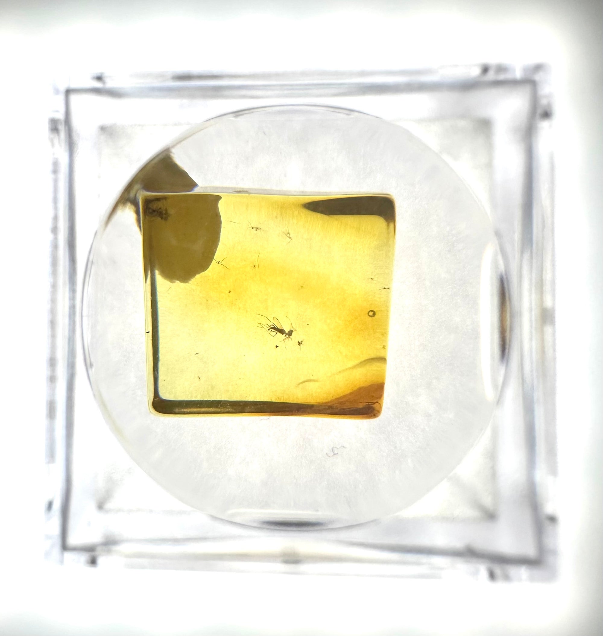 Insects in amber in a box with magnifying glass – Lithuania