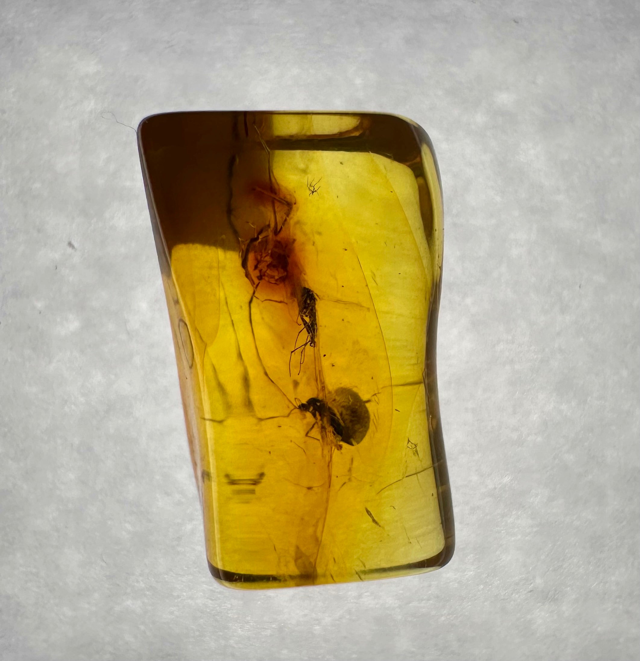 Insects in amber in a box with magnifying glass – Lithuania - IJK049