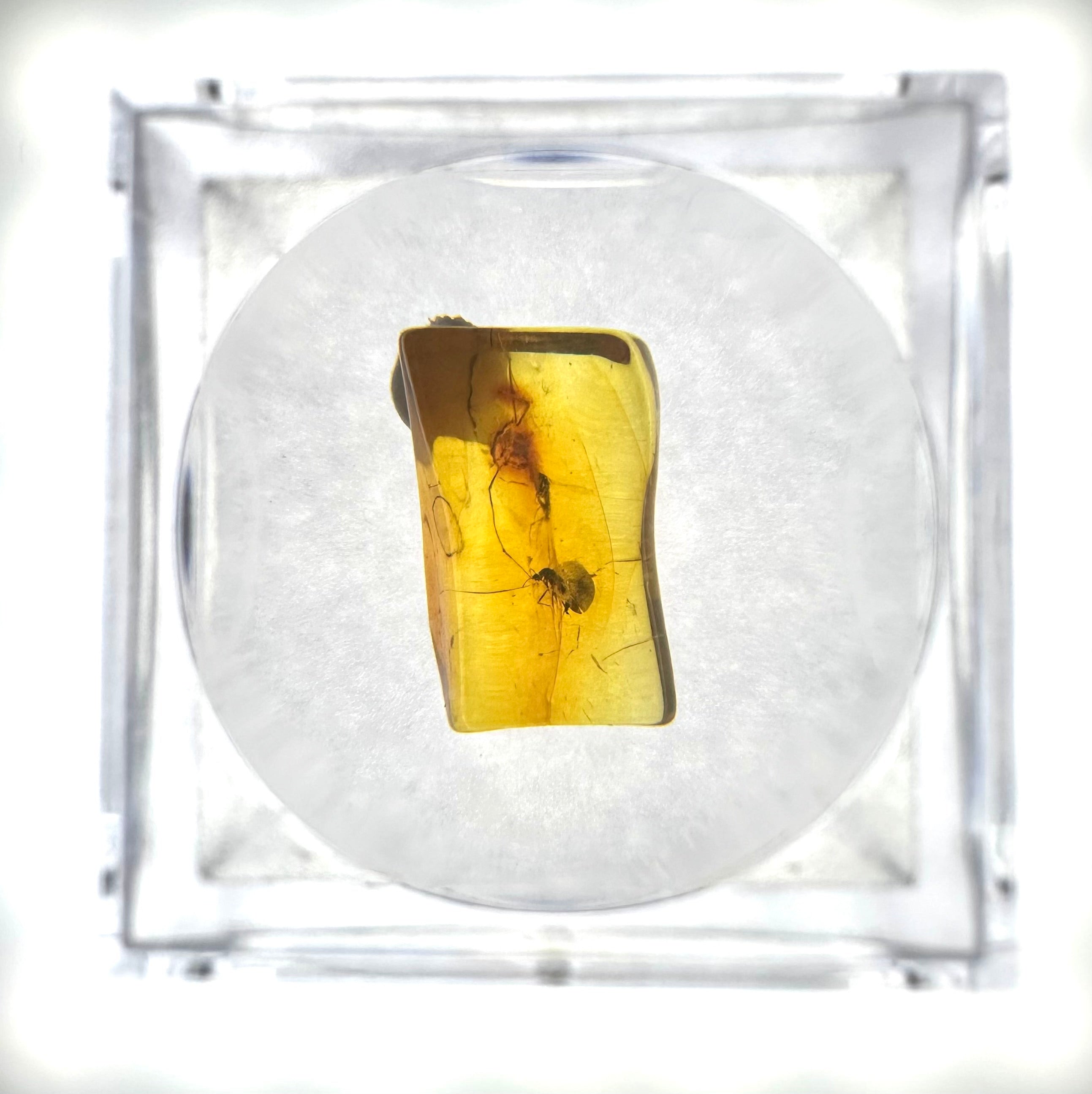 Insects in amber in a box with magnifying glass – Lithuania