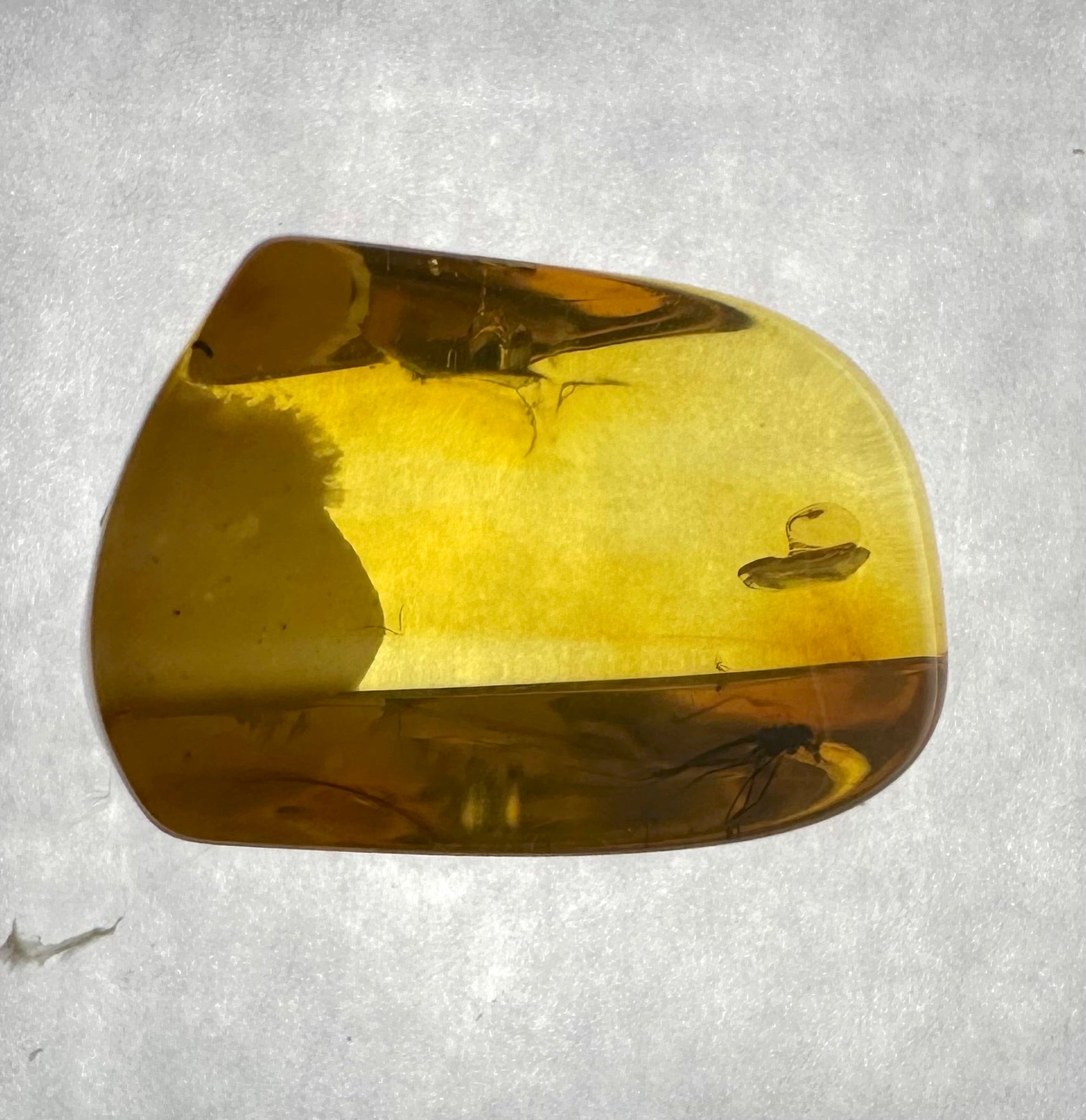 Insects in amber in a box with magnifying glass – Lithuania - IJK050