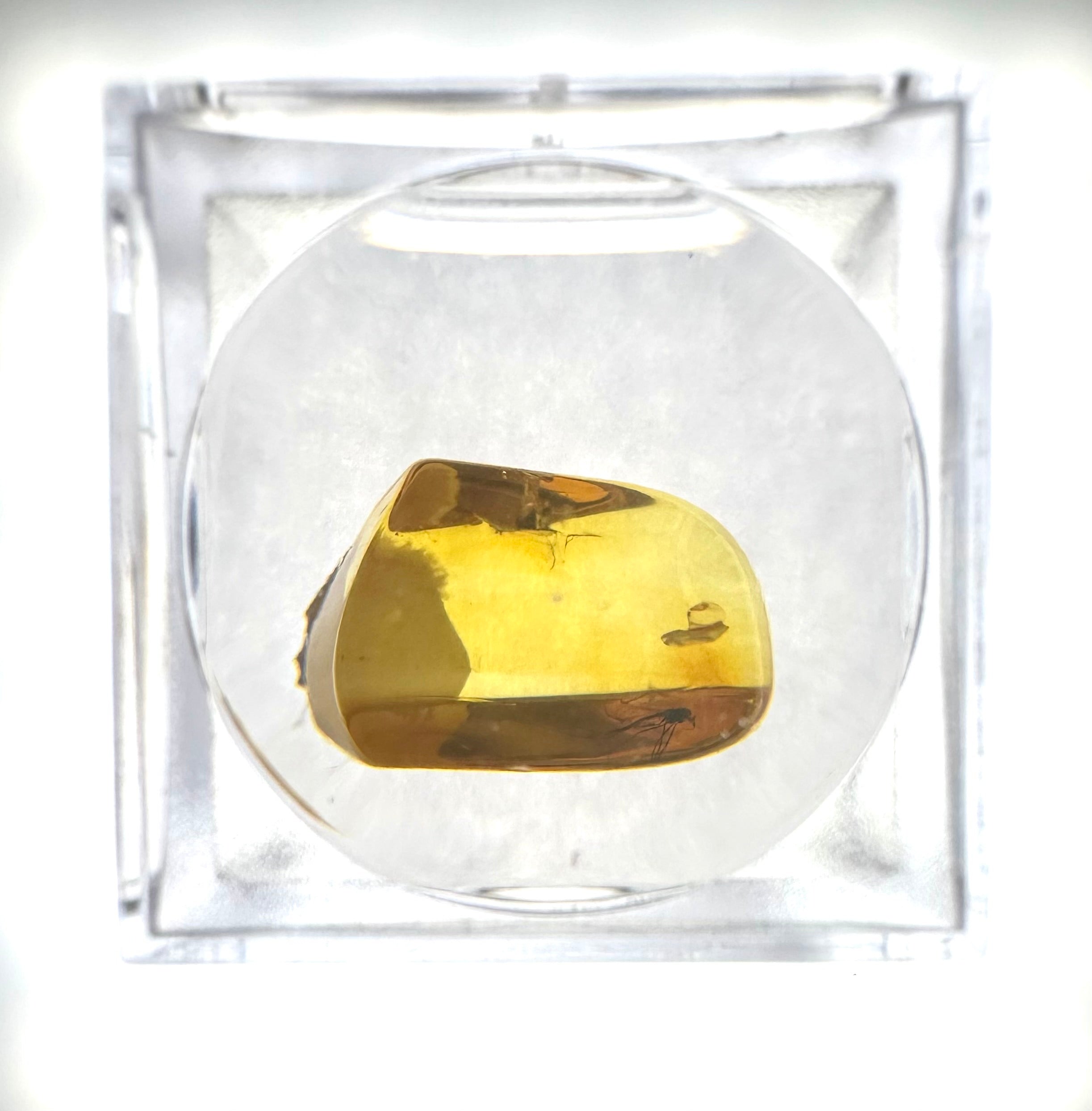 Insects in amber in a box with magnifying glass – Lithuania