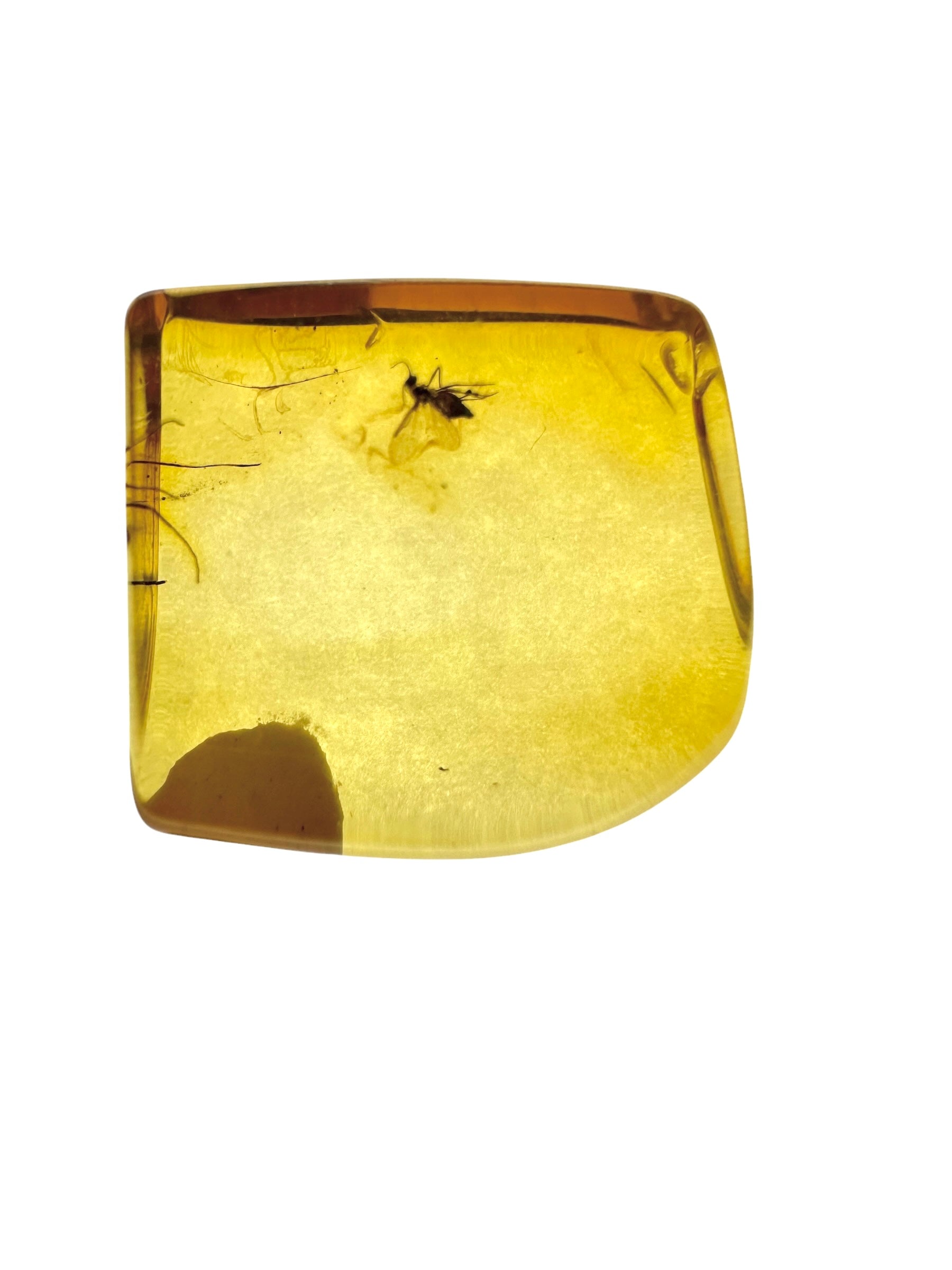 Insects in amber in a box with magnifying glass – Lithuania - IJK051