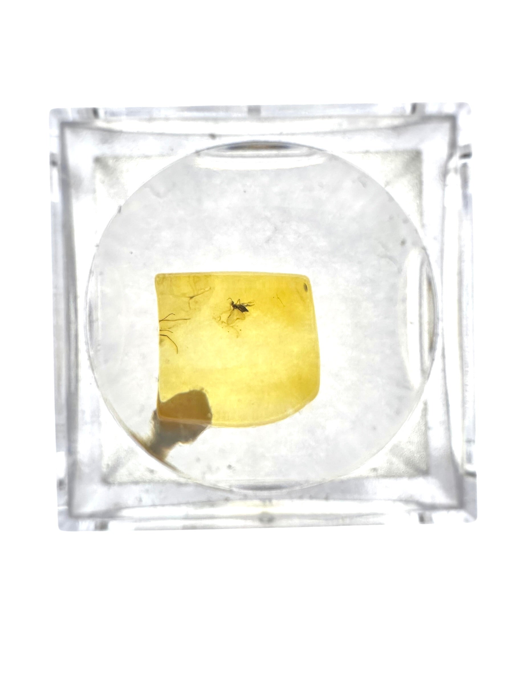 Insects in amber in a box with magnifying glass – Lithuania