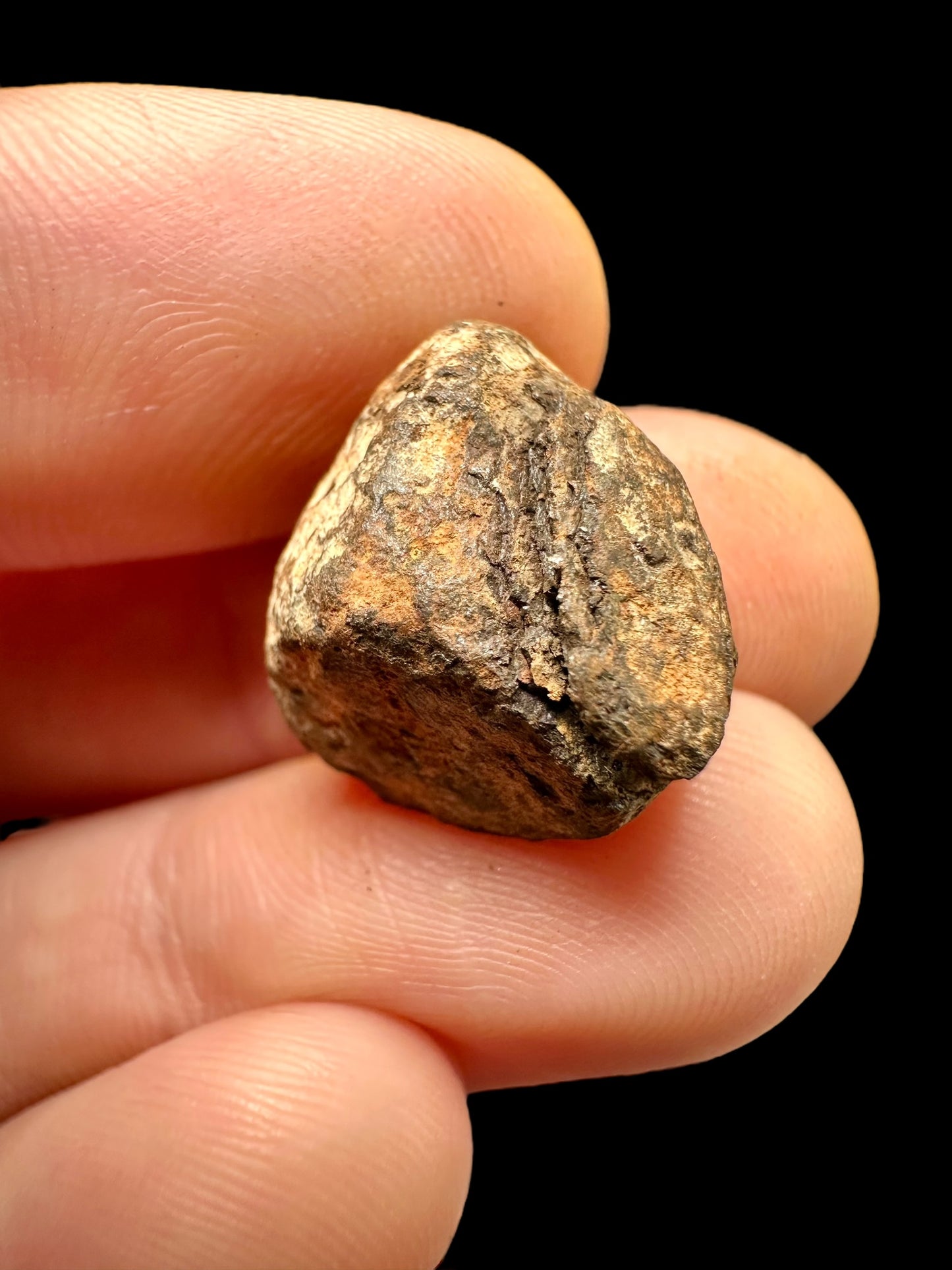 Meteorite Mundrabilla – Nullarbor plain, Australia – MEMU29