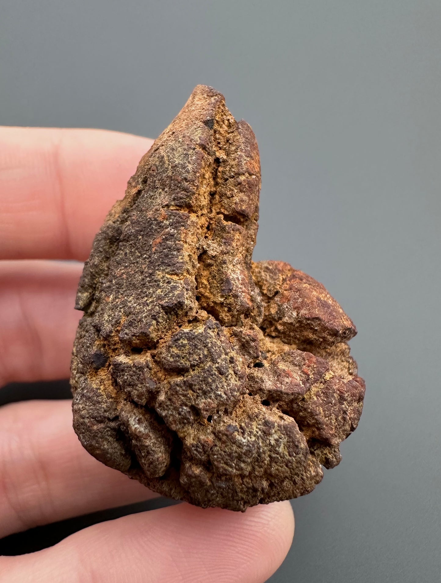 Coprolite - Marovato, - Madagascar - FH002