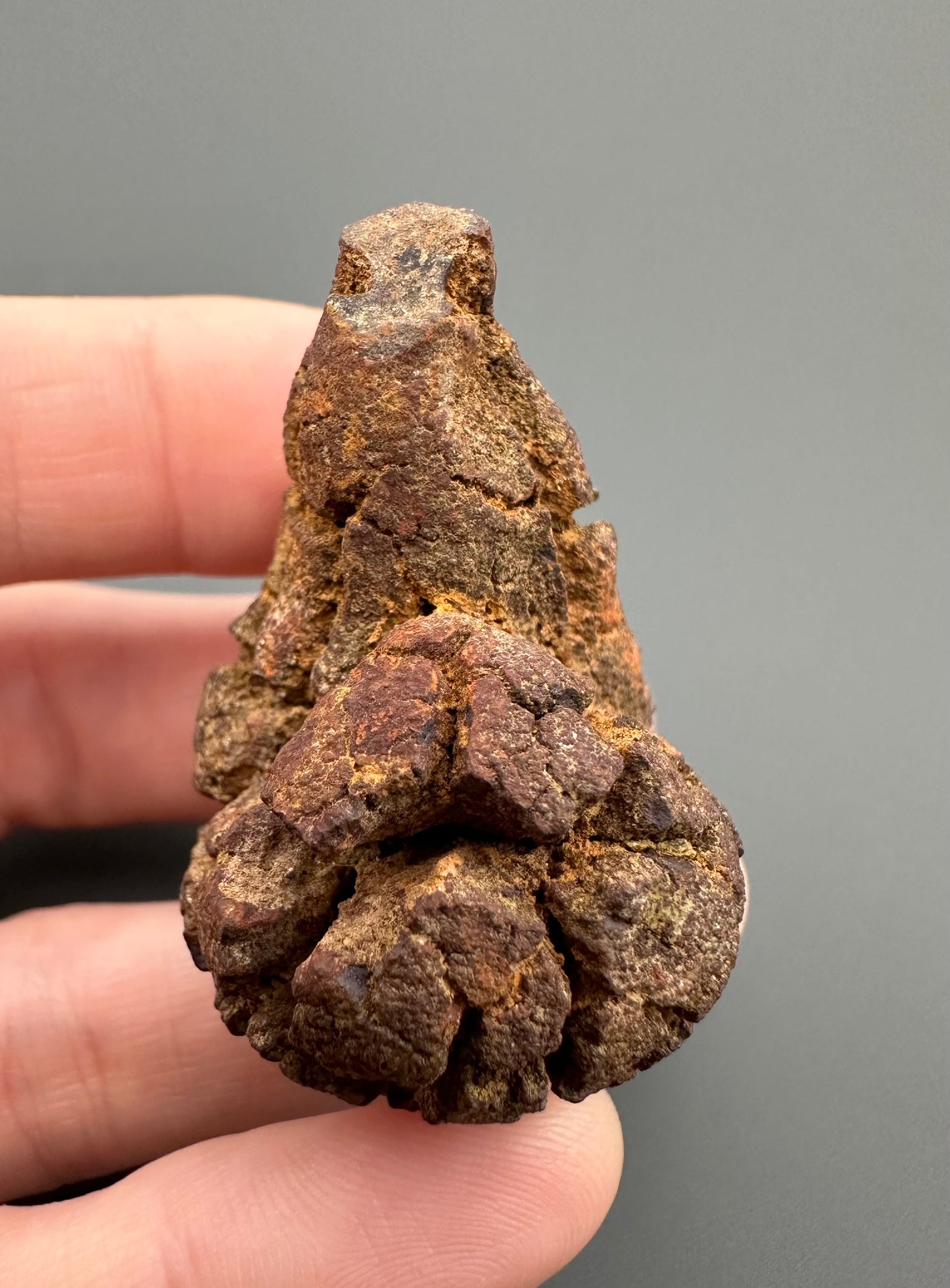 Coprolite - Marovato, - Madagascar - FH002