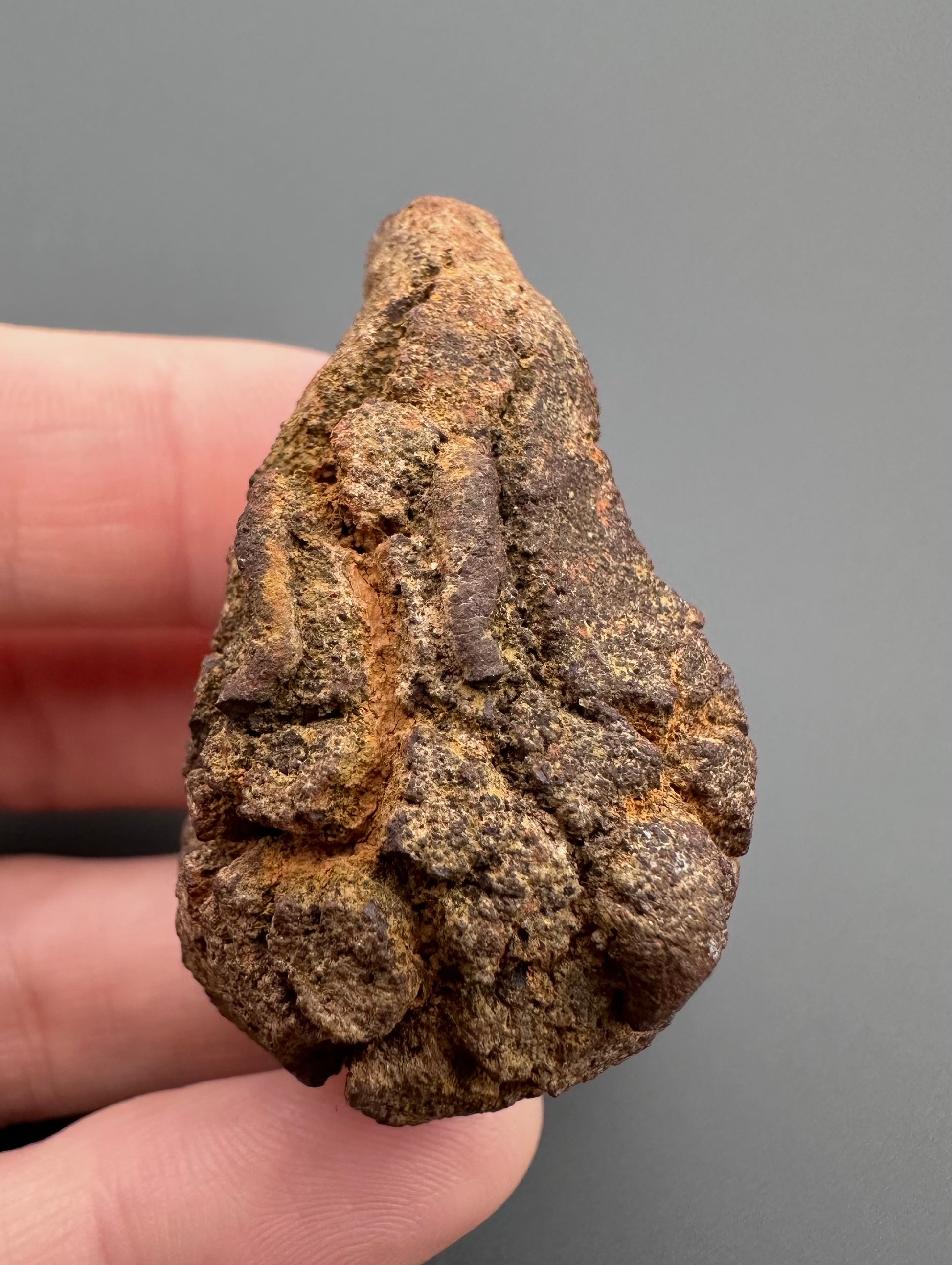 Coprolite - Marovato, - Madagascar - FH002