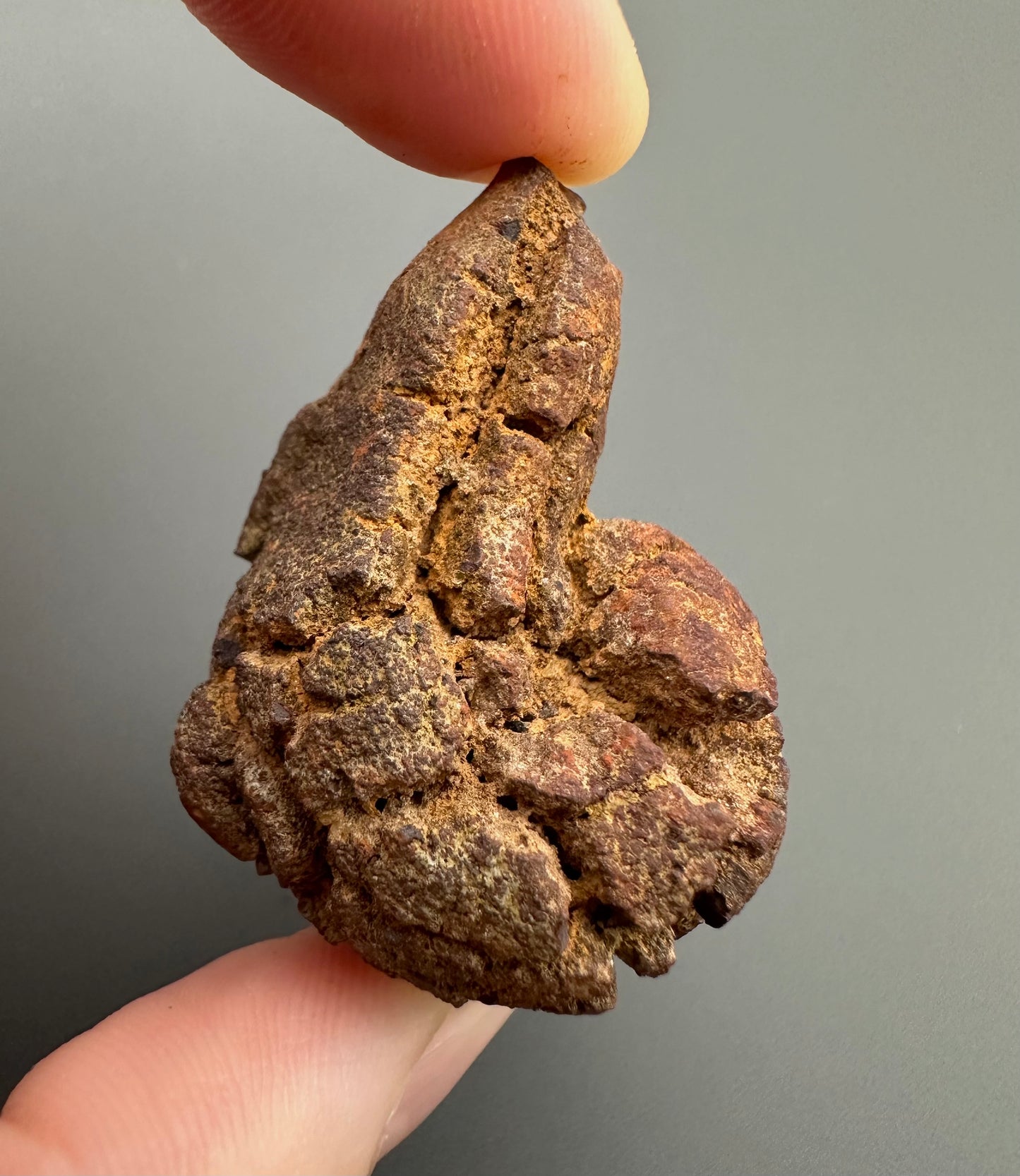 Coprolite - Marovato, - Madagascar - FH002