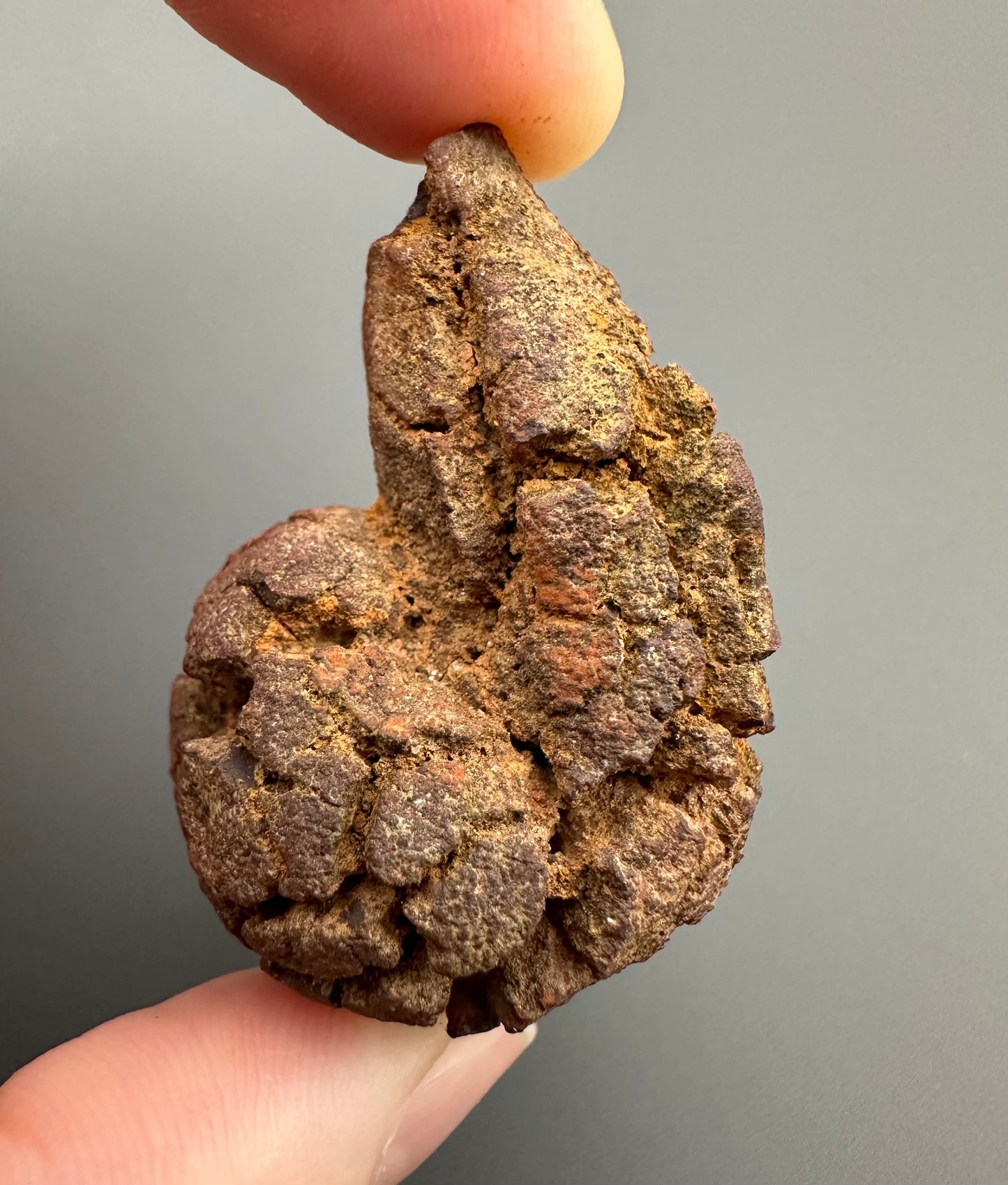 Coprolite - Marovato, - Madagascar - FH002