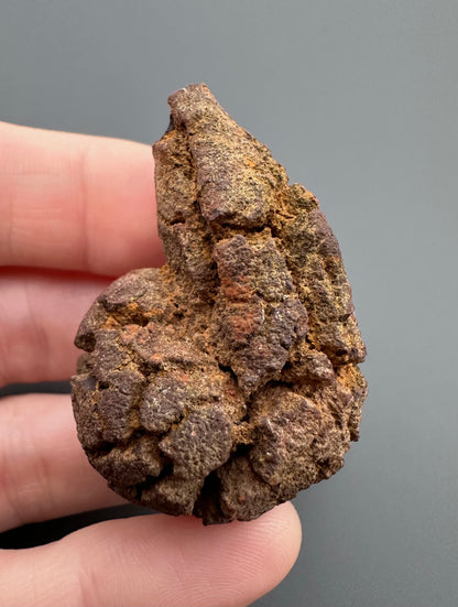 Coprolite - Marovato, - Madagascar - FH002