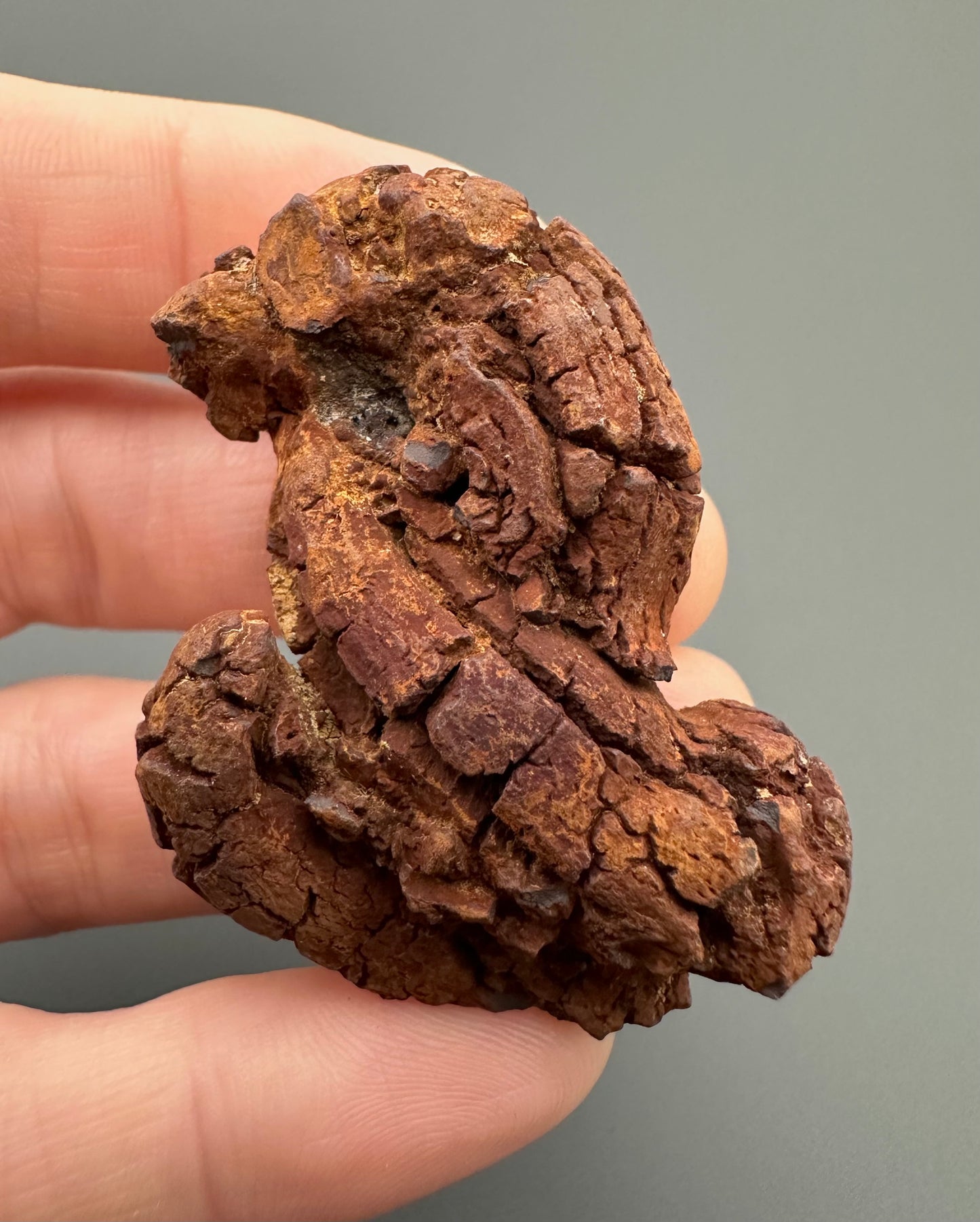 Coprolite - Marovato, - Madagascar - FH005