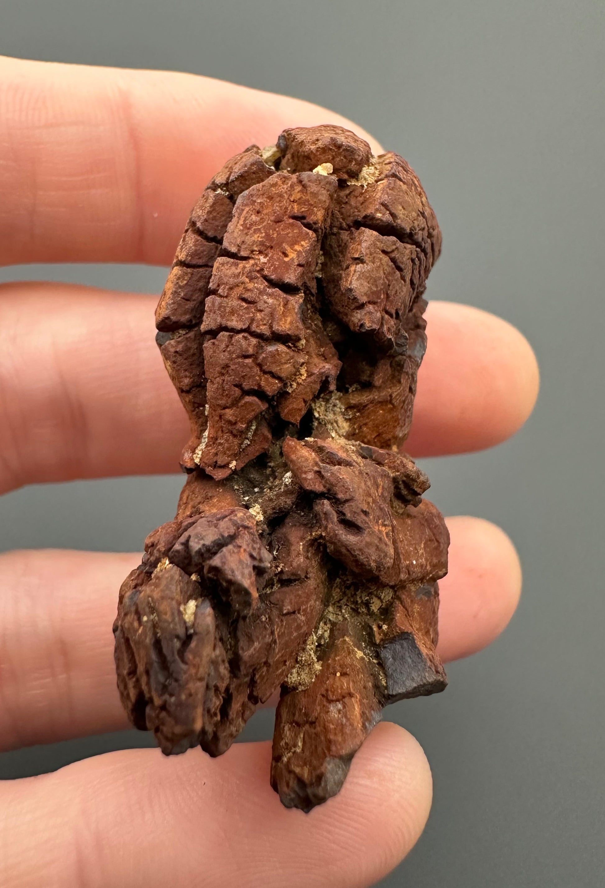 Coprolite - Marovato, - Madagascar - FH005