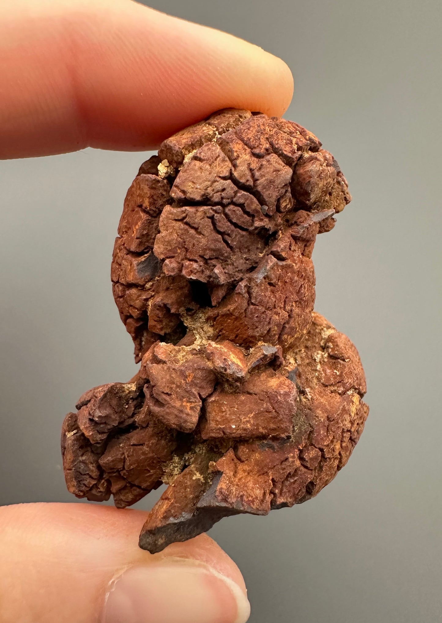 Coprolite - Marovato, - Madagascar - FH005