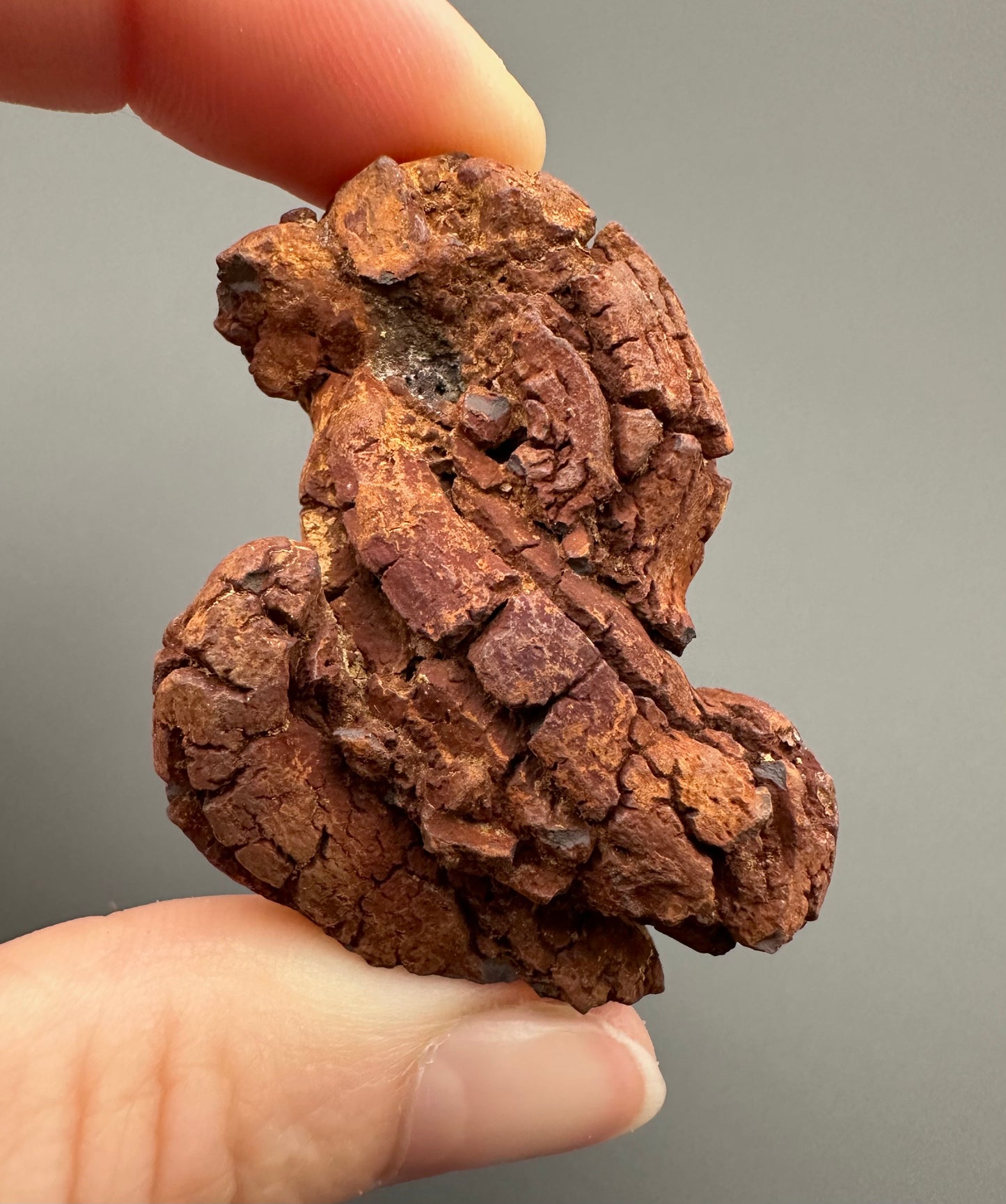 Coprolite - Marovato, - Madagascar - FH005